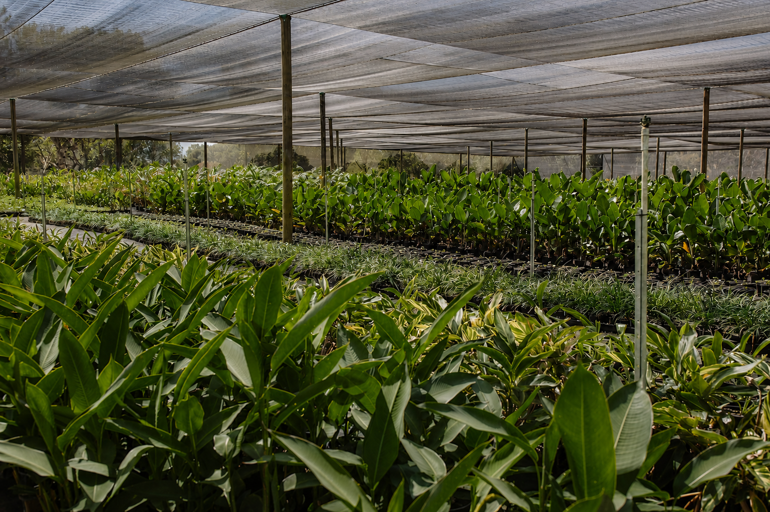 Tropical plants of different sizes growing in a shade house at the Florafolia wholesale nursery