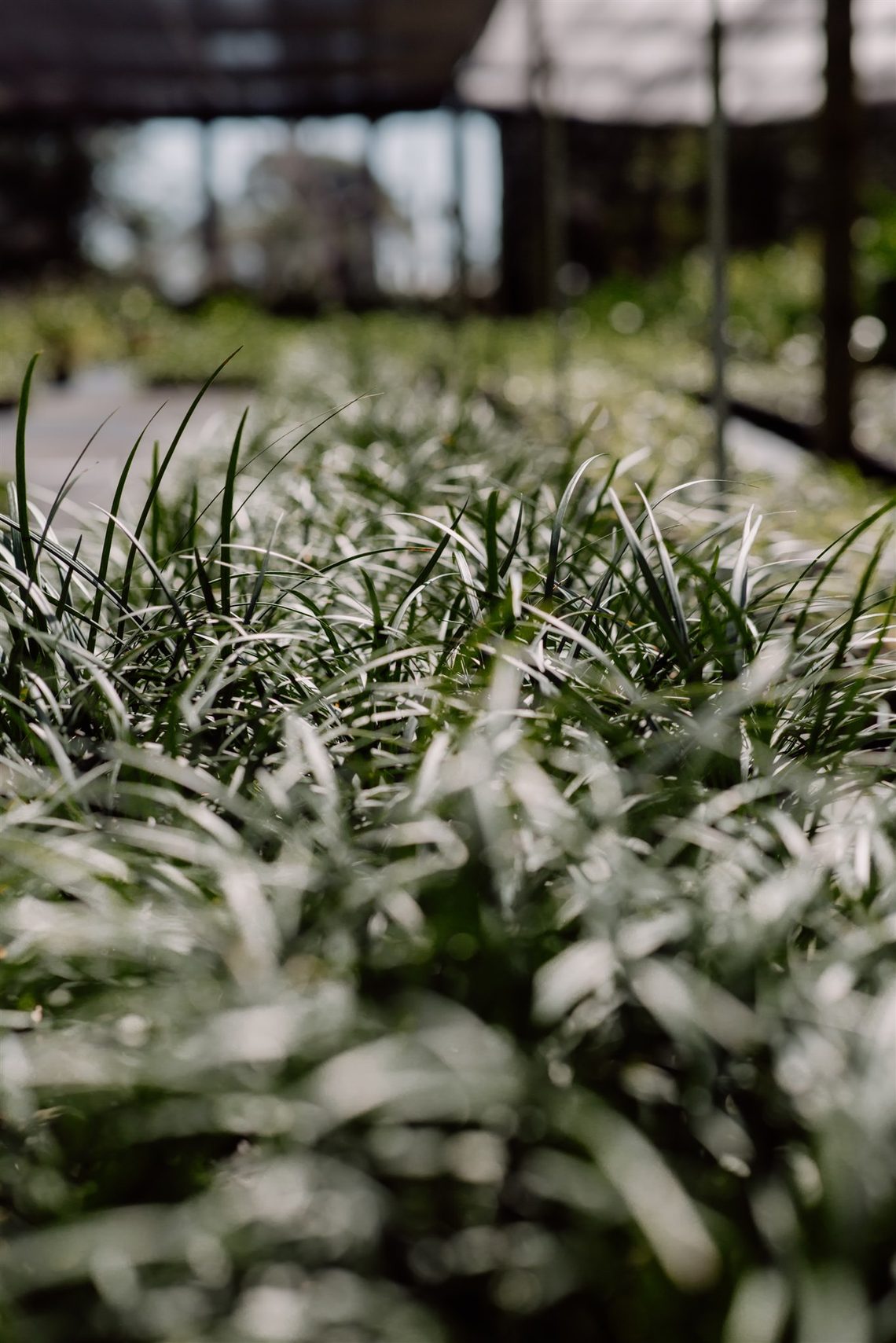 Close-up of strappy groundcover stock growing in rows under cover