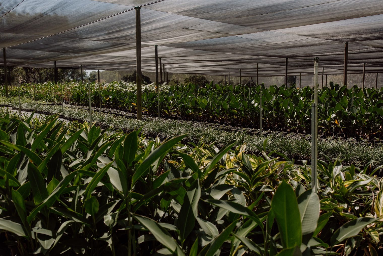 Rows of potted nursery stock growing under shadecloth at the Florafolia production facility