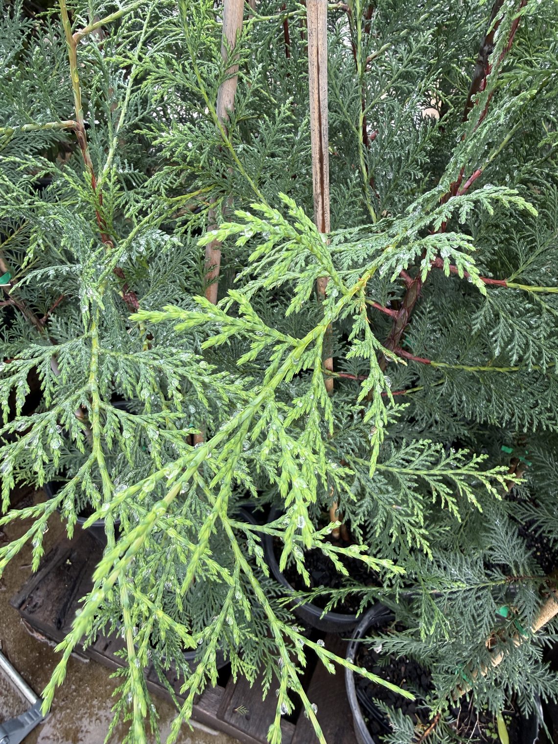 Fine scaled conifer foliage on potted nursery stock
