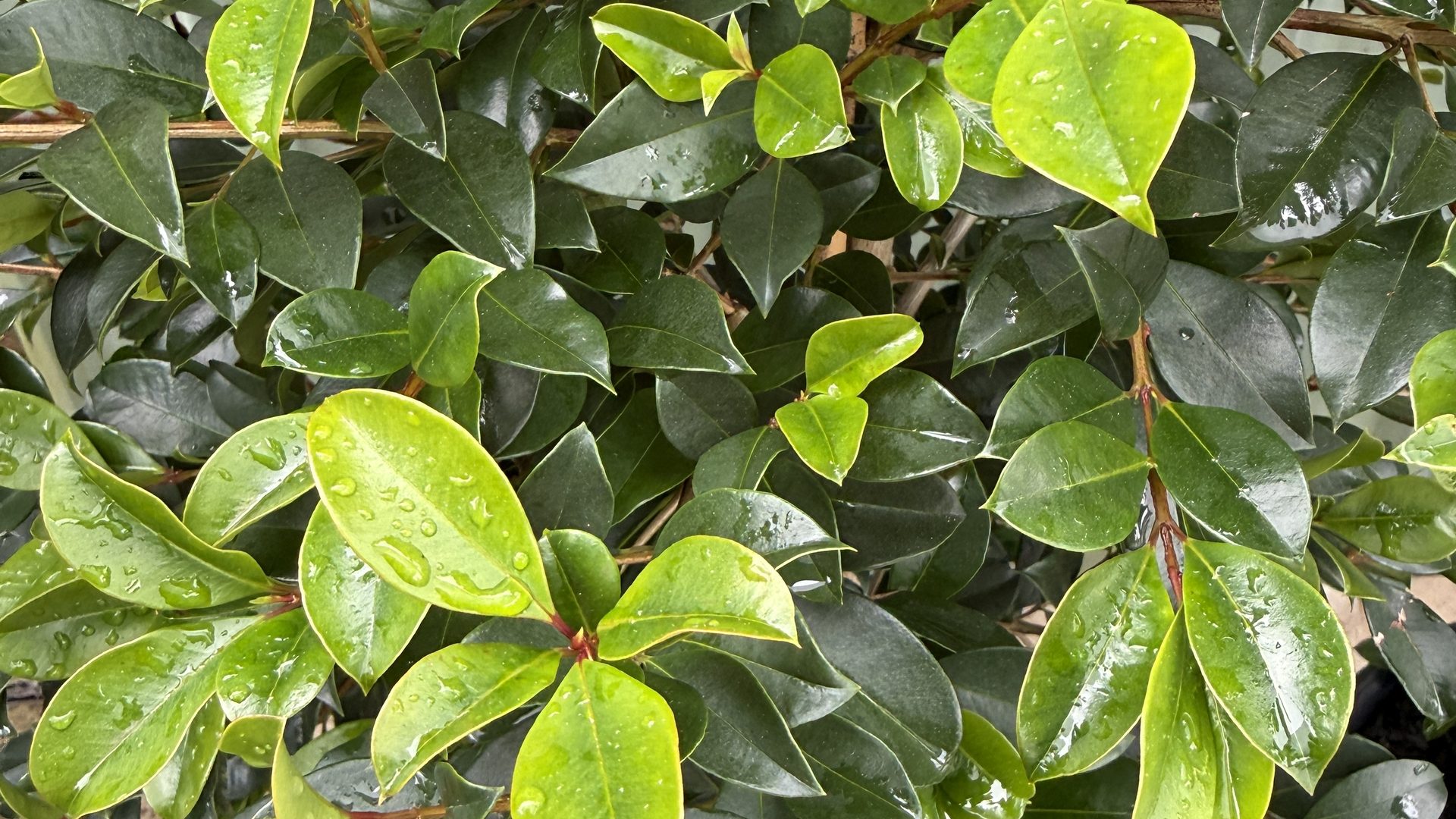 Close-up of glossy dark green foliage with bright new growth on nursery stock