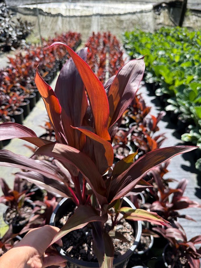Cordyline fruticosa Rubra, photo 2