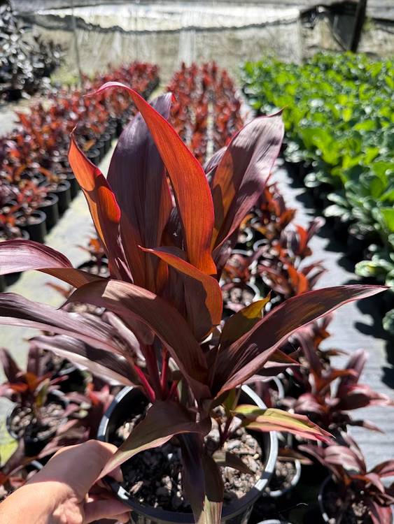 Cordyline fruticosa Rubra, photo 2