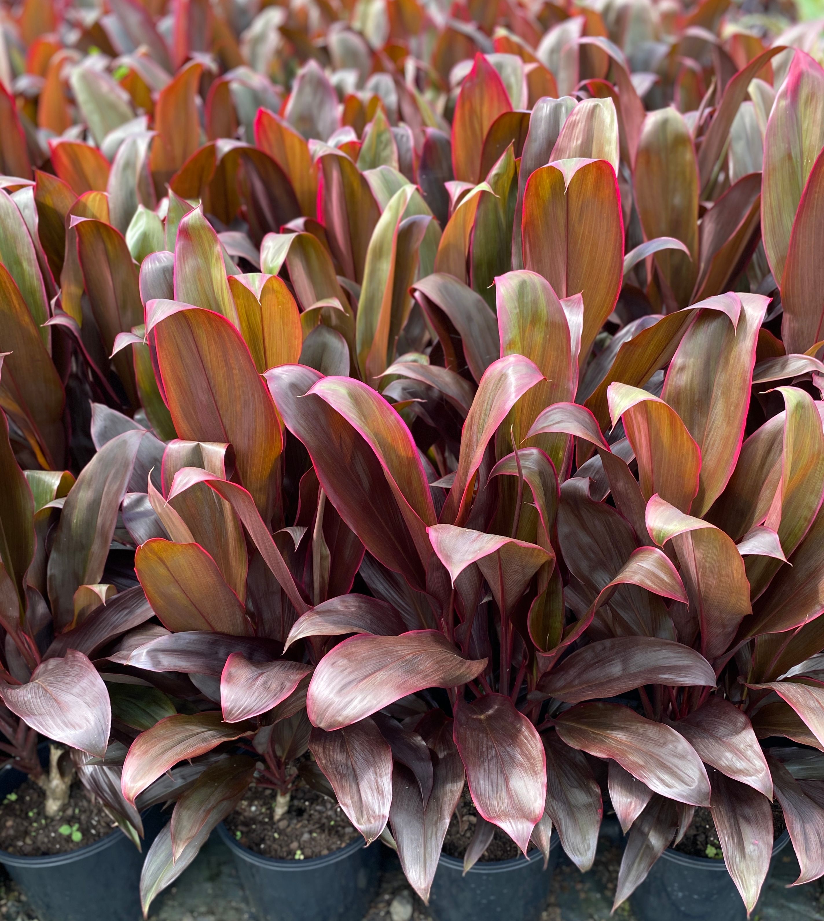 Cordyline fruticosa Rubra grown at the nursery