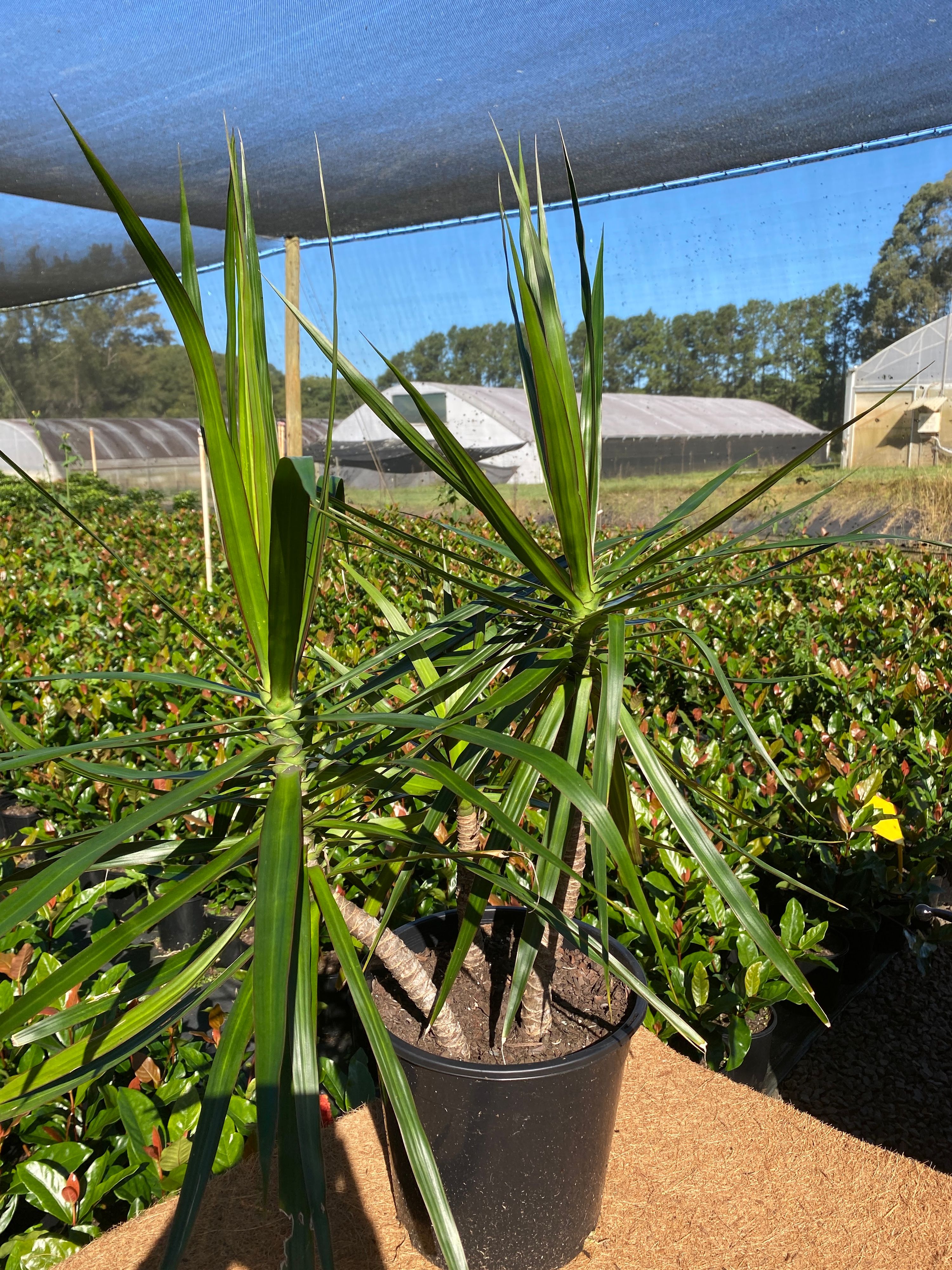 Dracaena marginata grown at the nursery
