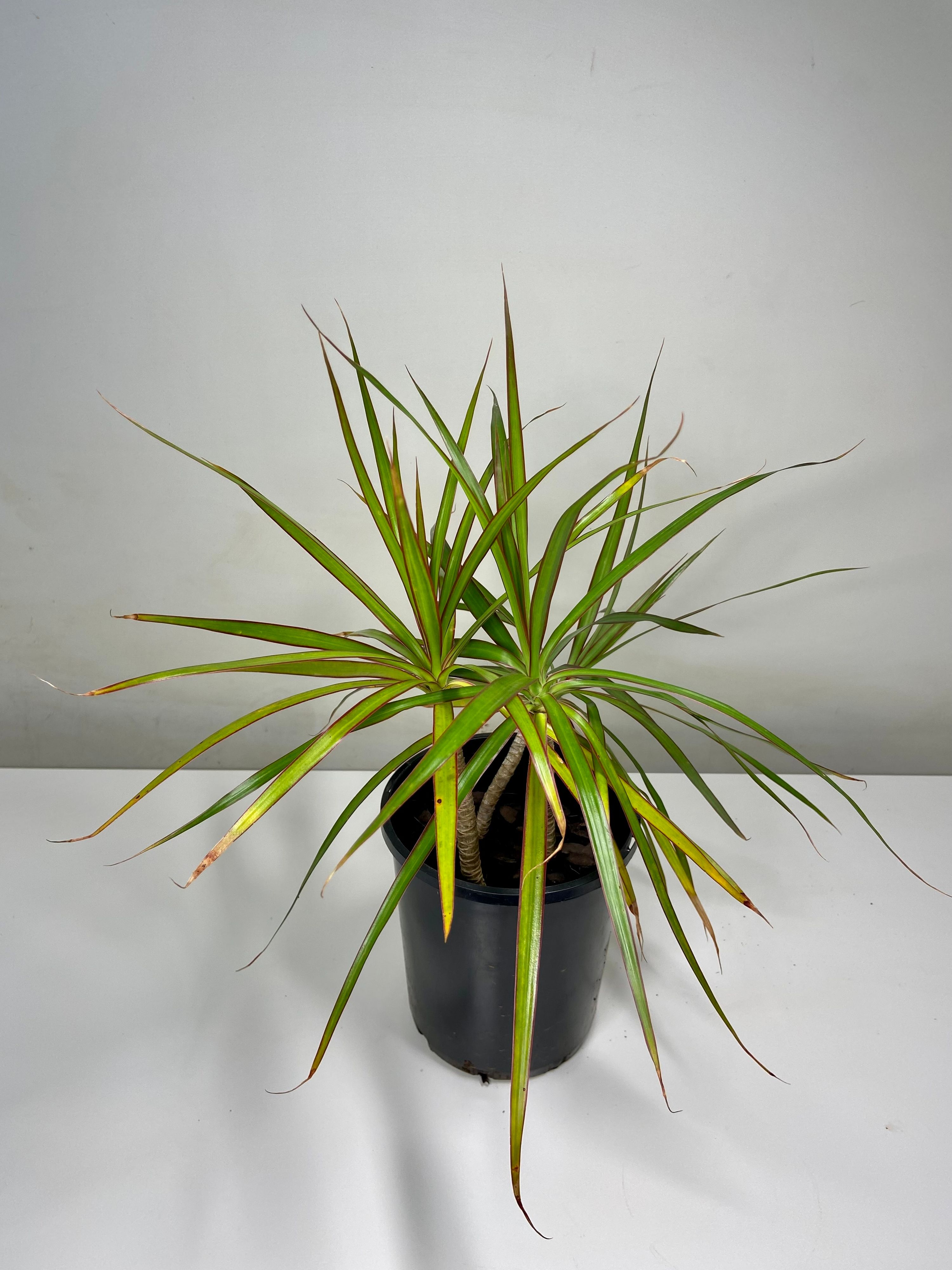 Dracaena marginata, photo 2