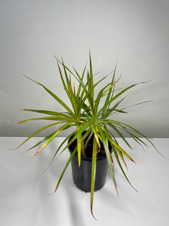 Dracaena marginata, photo 2
