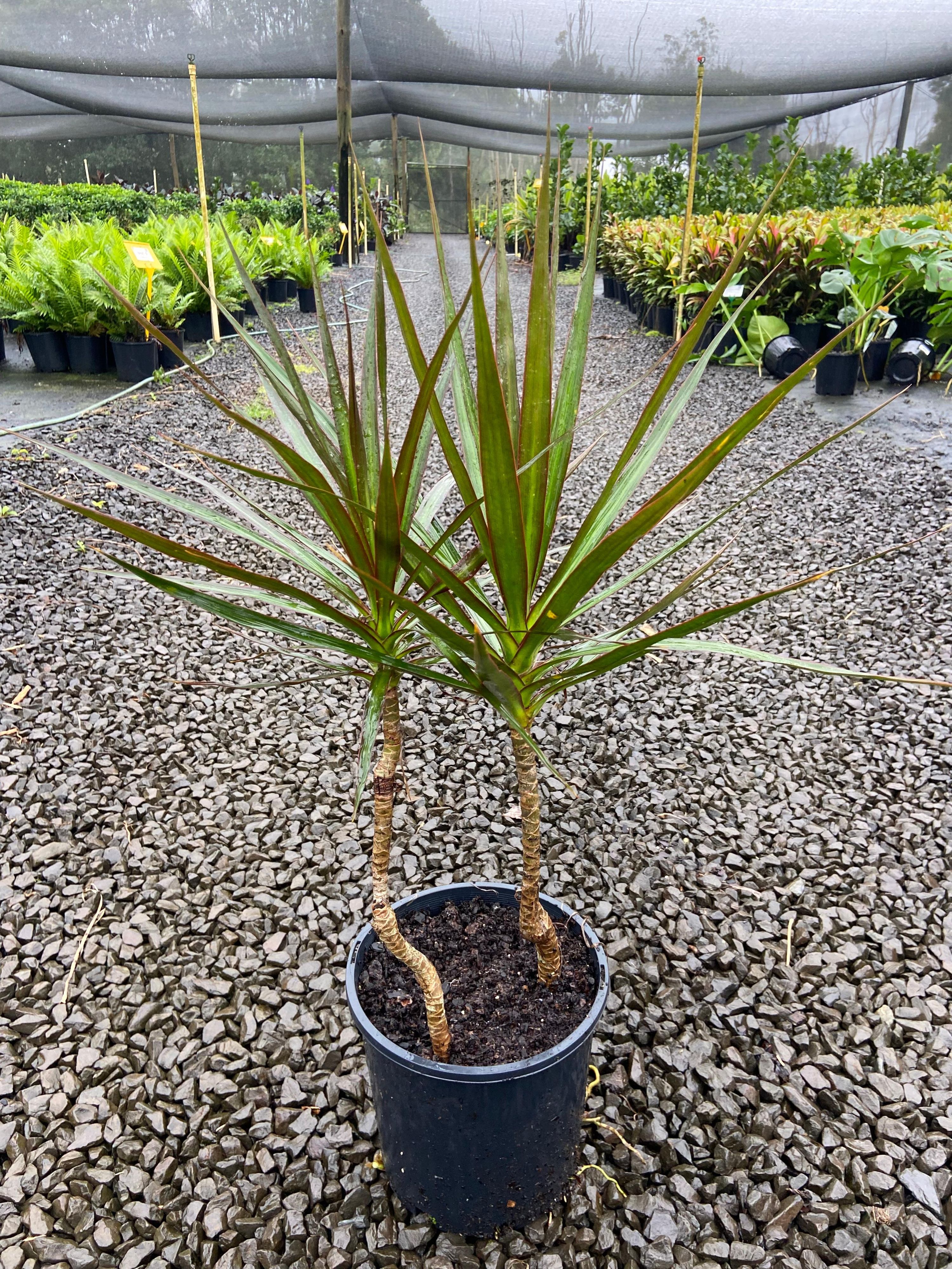 Dracaena marginata, photo 3