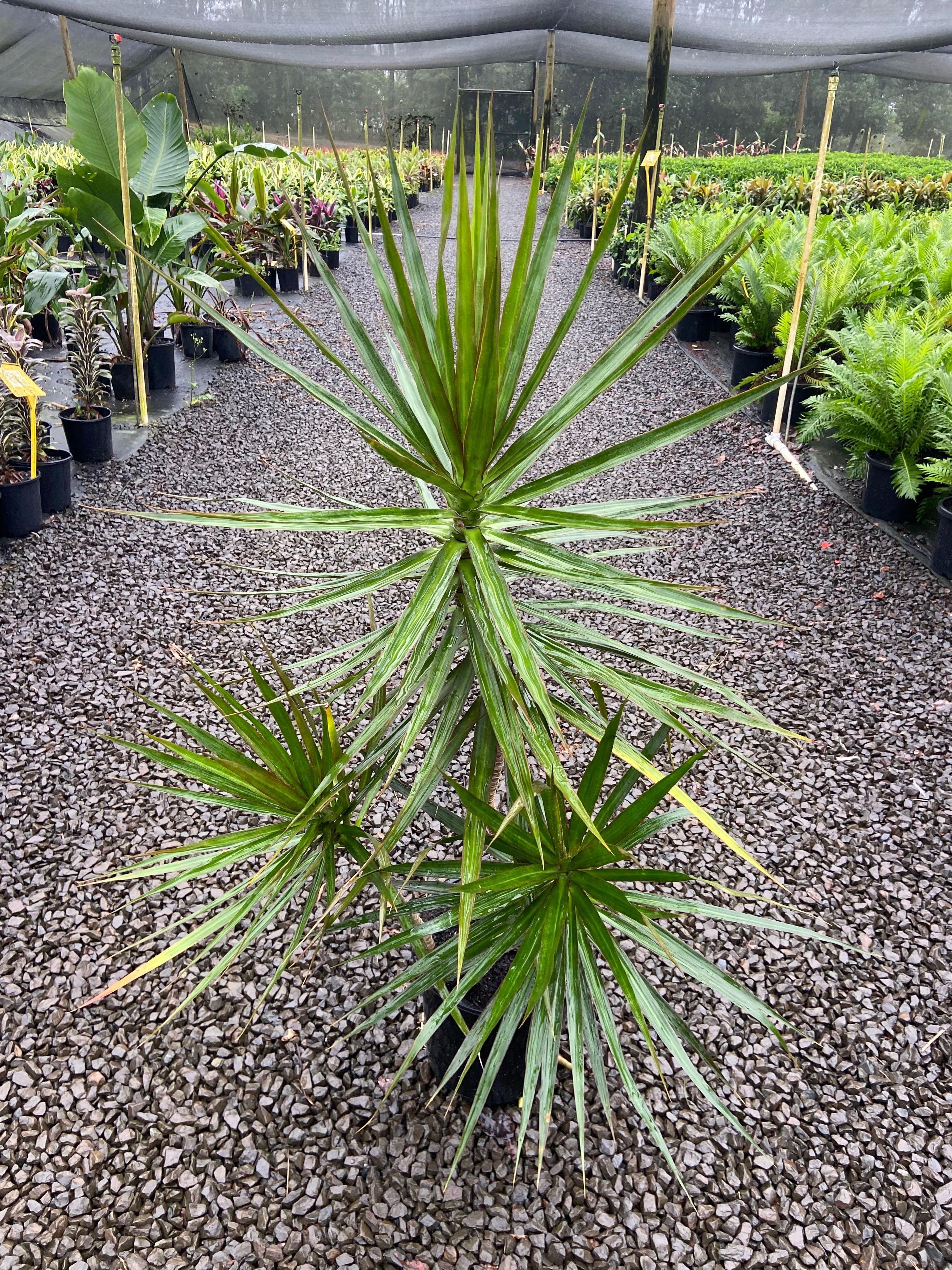 Dracaena marginata, photo 4
