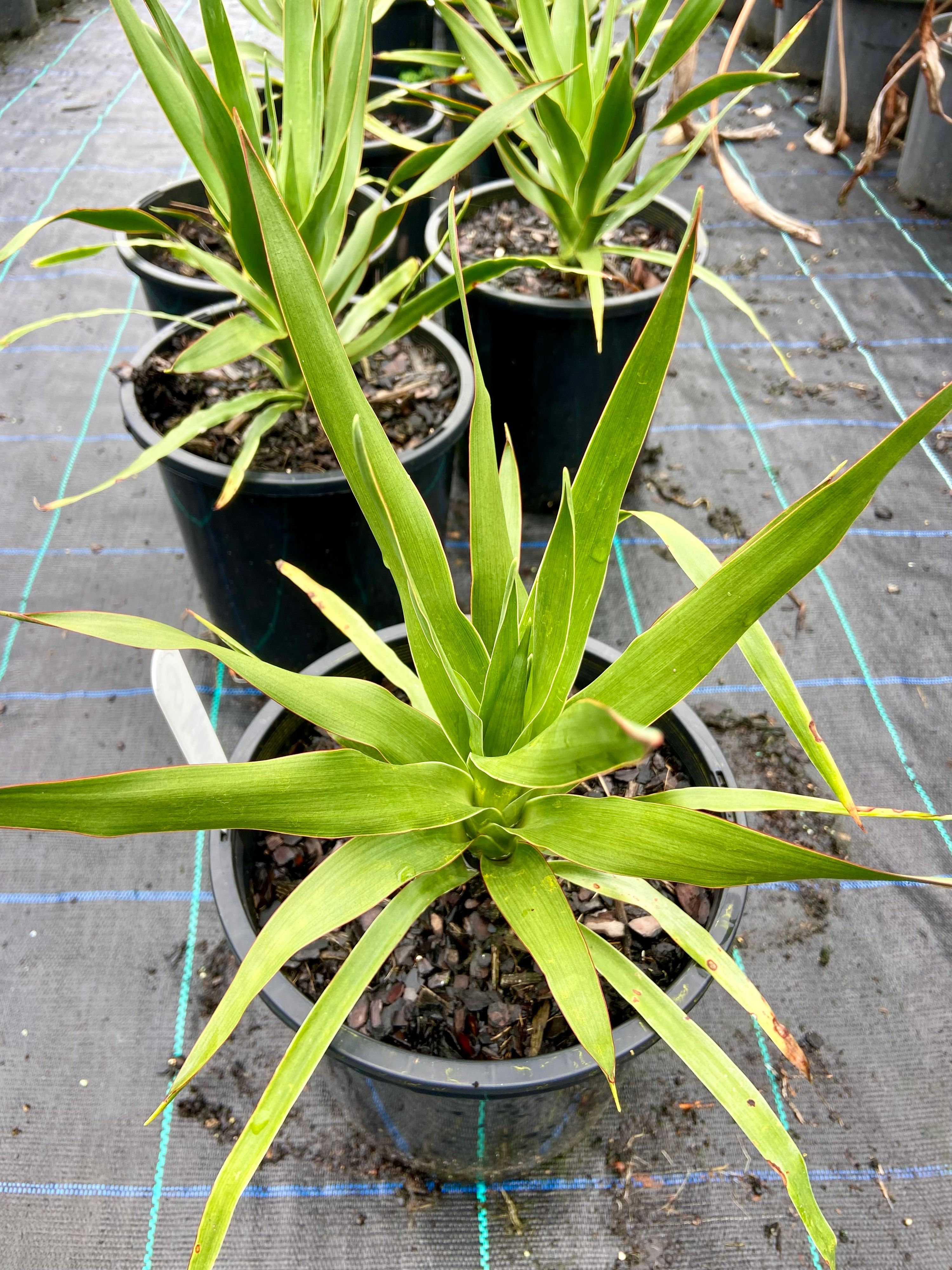 Dracaena draco, photo 2