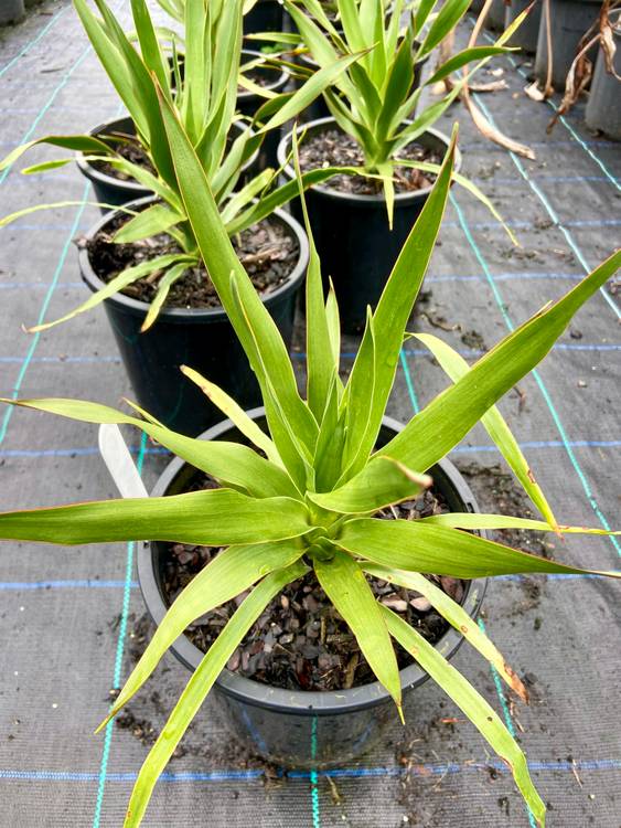 Dracaena draco, photo 2