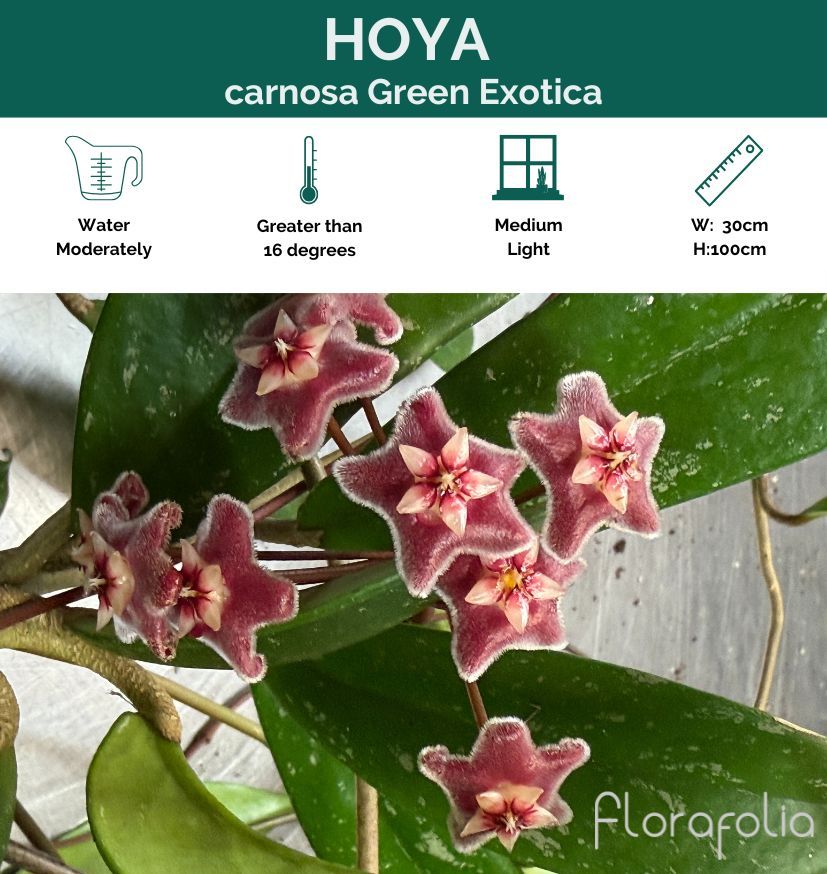 Hoya carnosa Green Exotica, photo 2