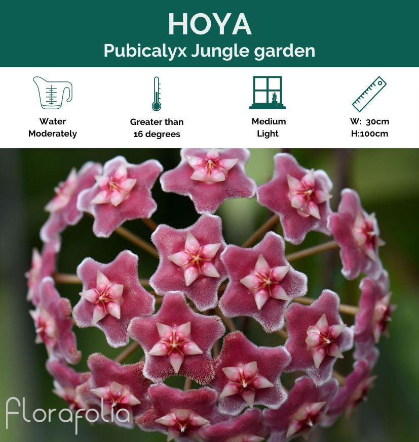 Hoya pubicalyx Jungle Garden grown at the nursery