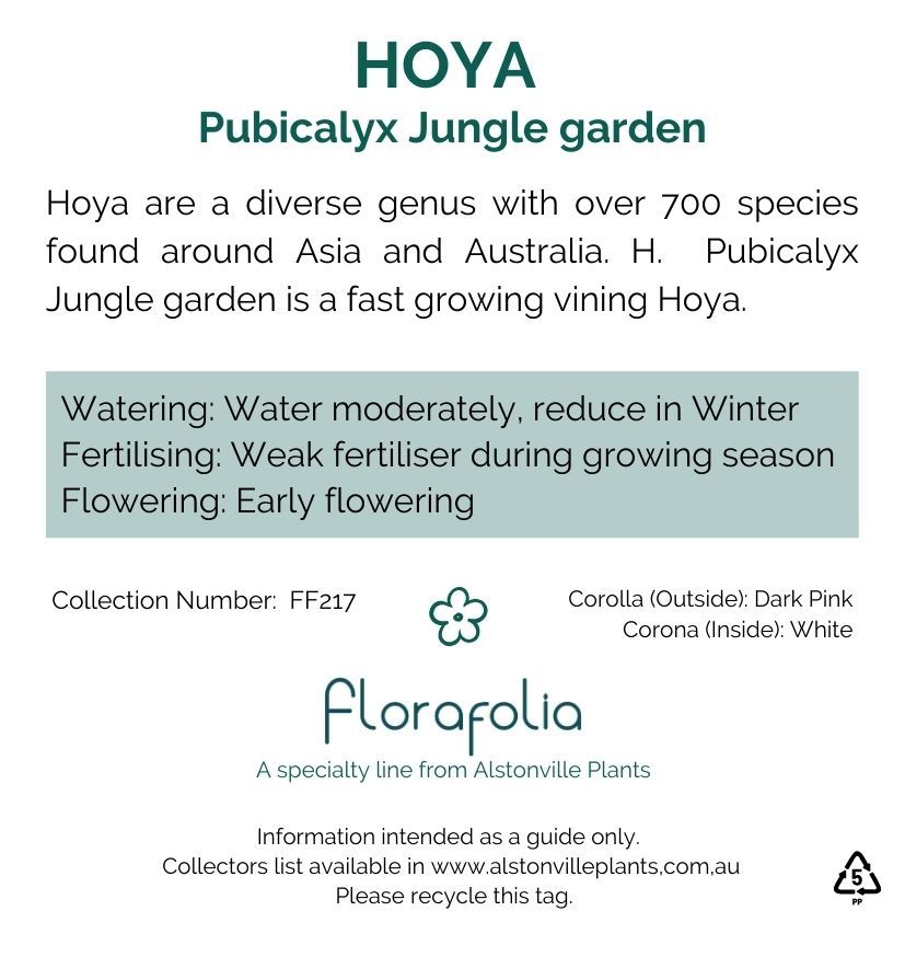 Hoya pubicalyx Jungle Garden, photo 2