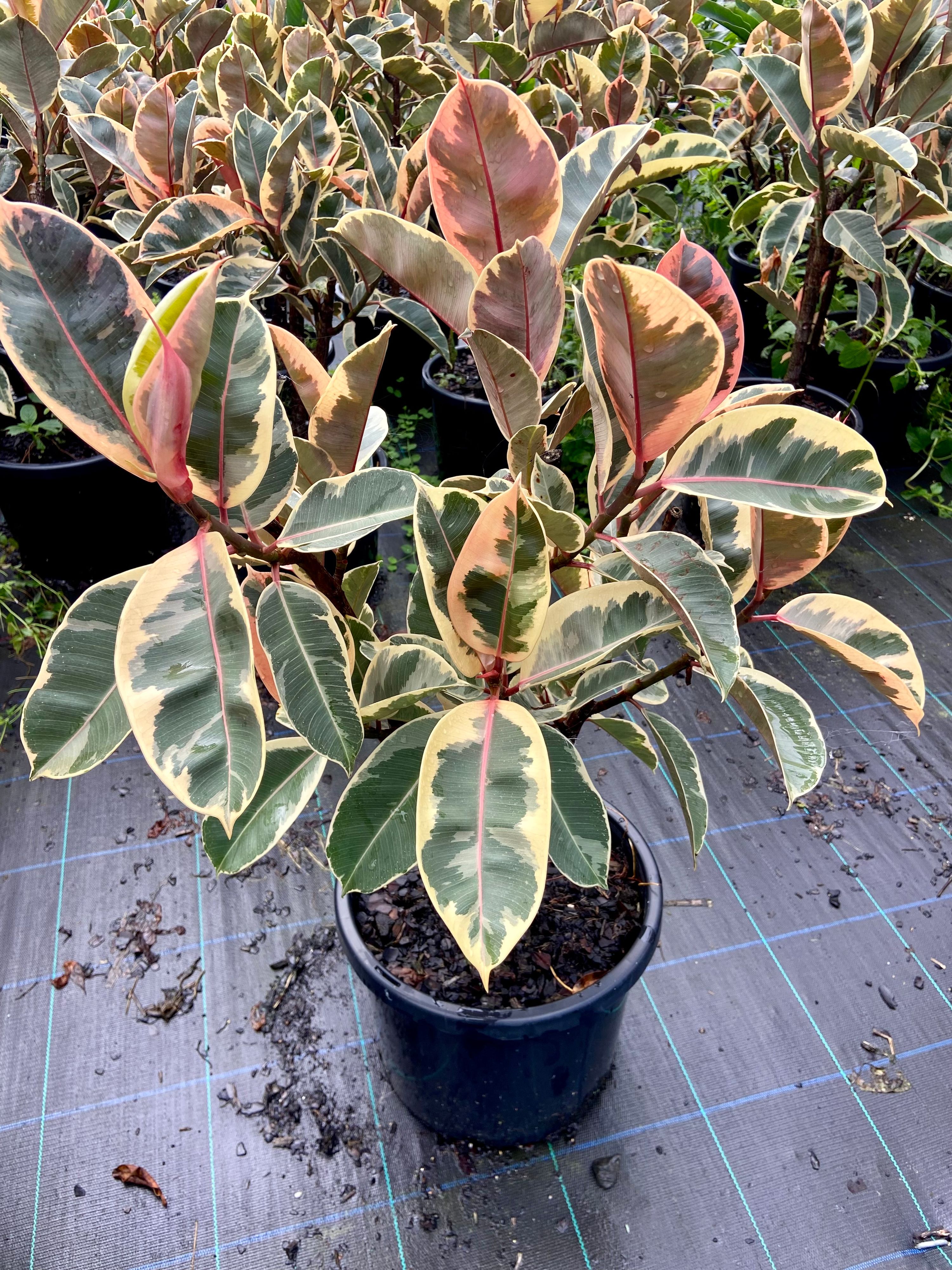 Ficus elastica Tineke grown at the nursery