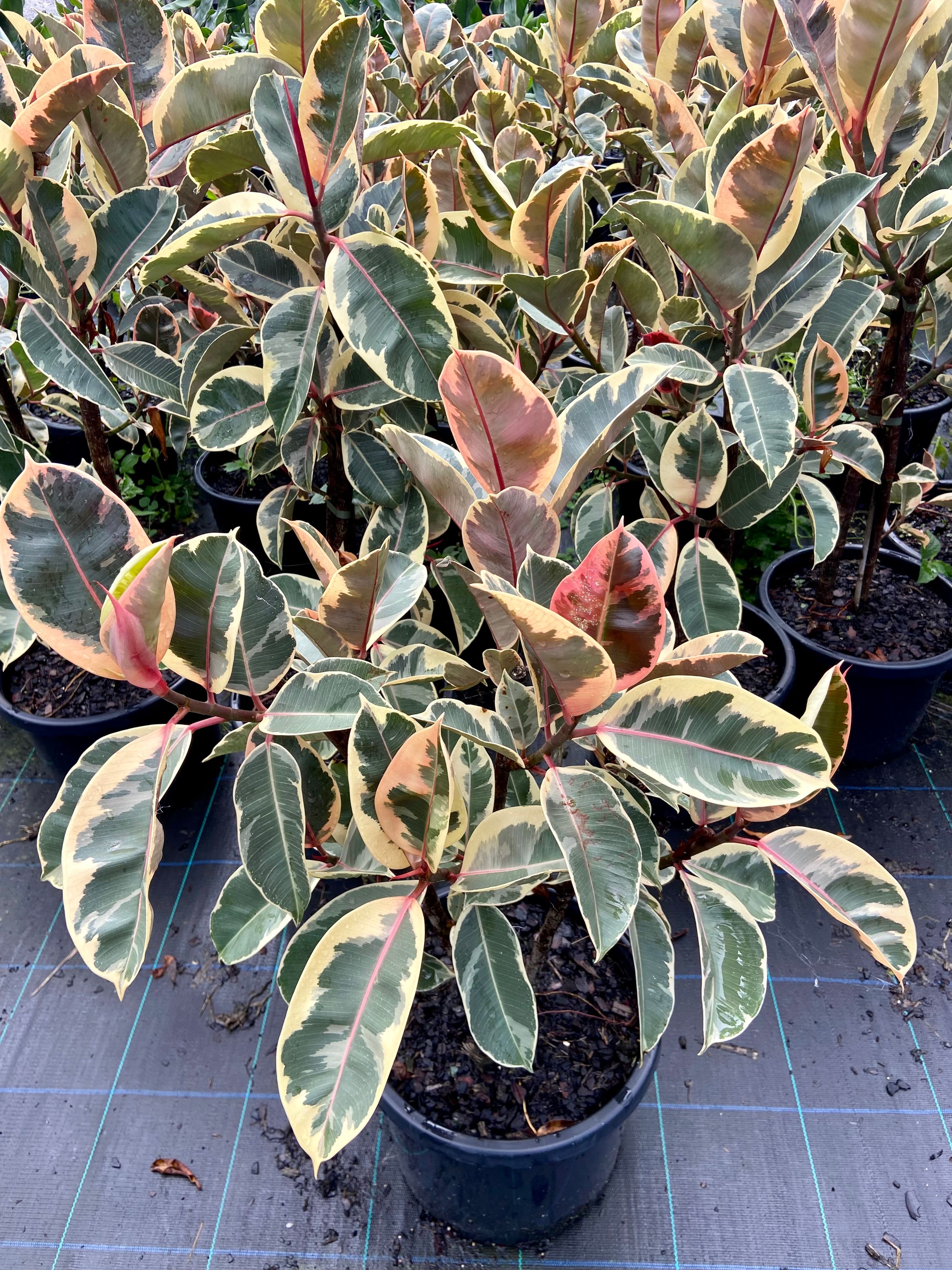 Ficus elastica Tineke, photo 2
