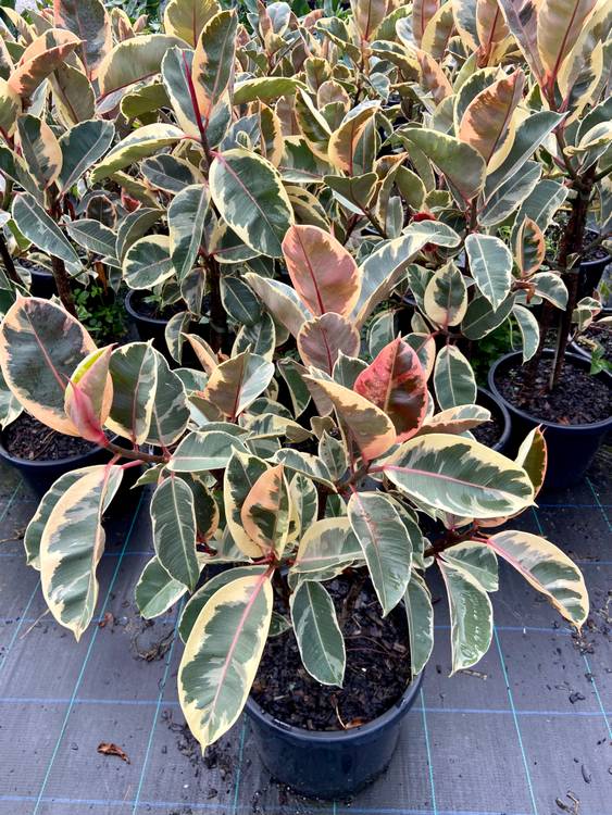 Ficus elastica Tineke, photo 2