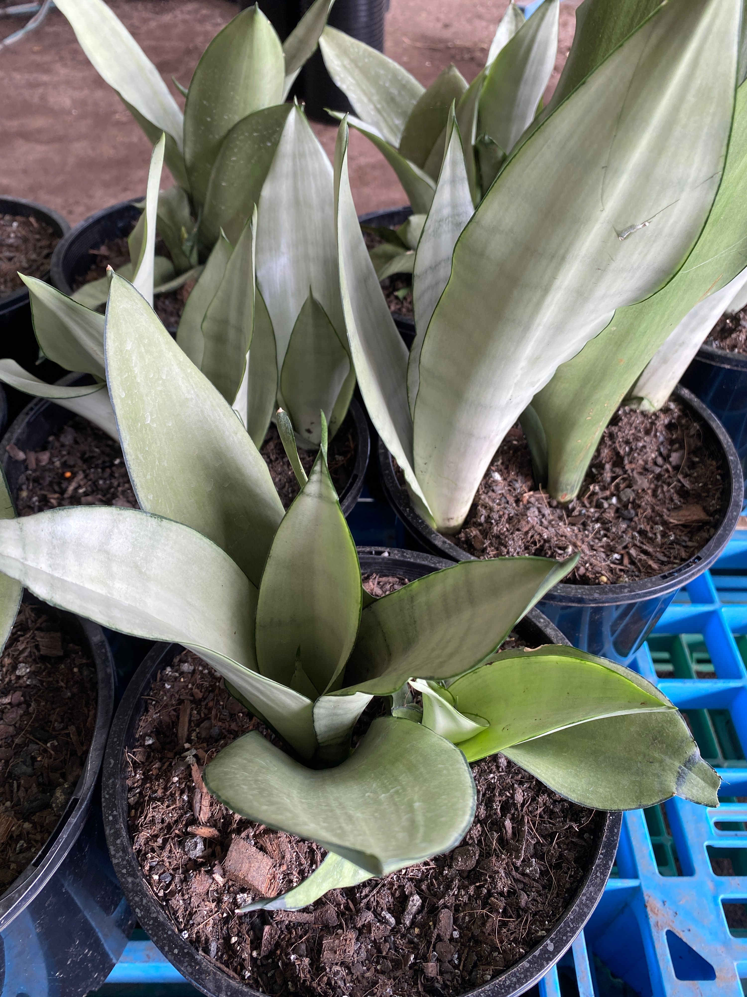 Sansevieria trifasciata Moonshine grown at the nursery