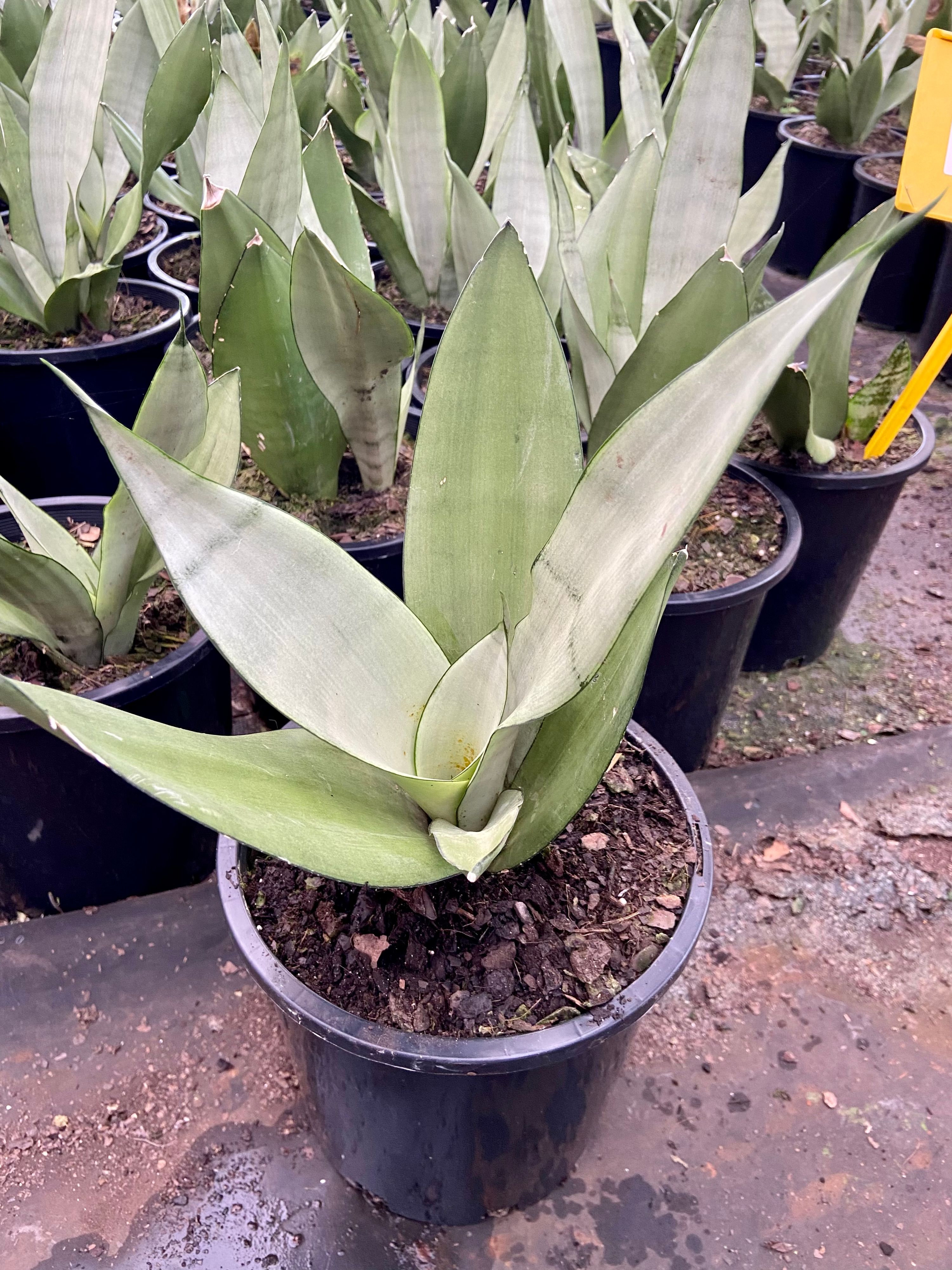 Sansevieria trifasciata Moonshine, photo 6