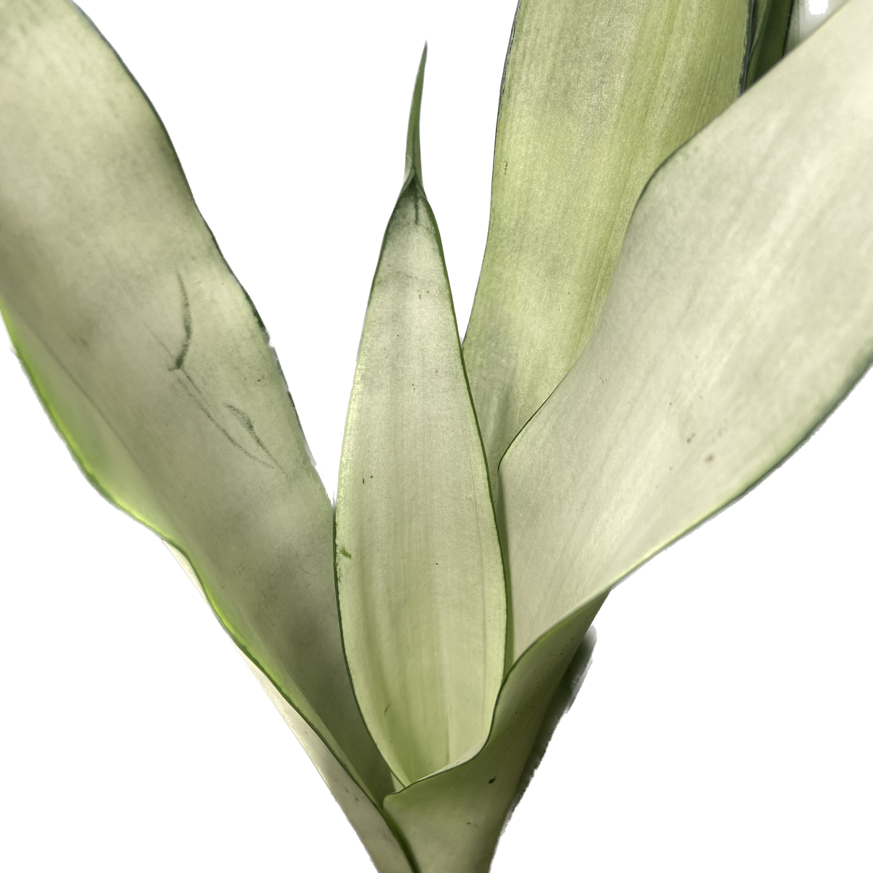 Sansevieria trifasciata Moonshine, photo 3