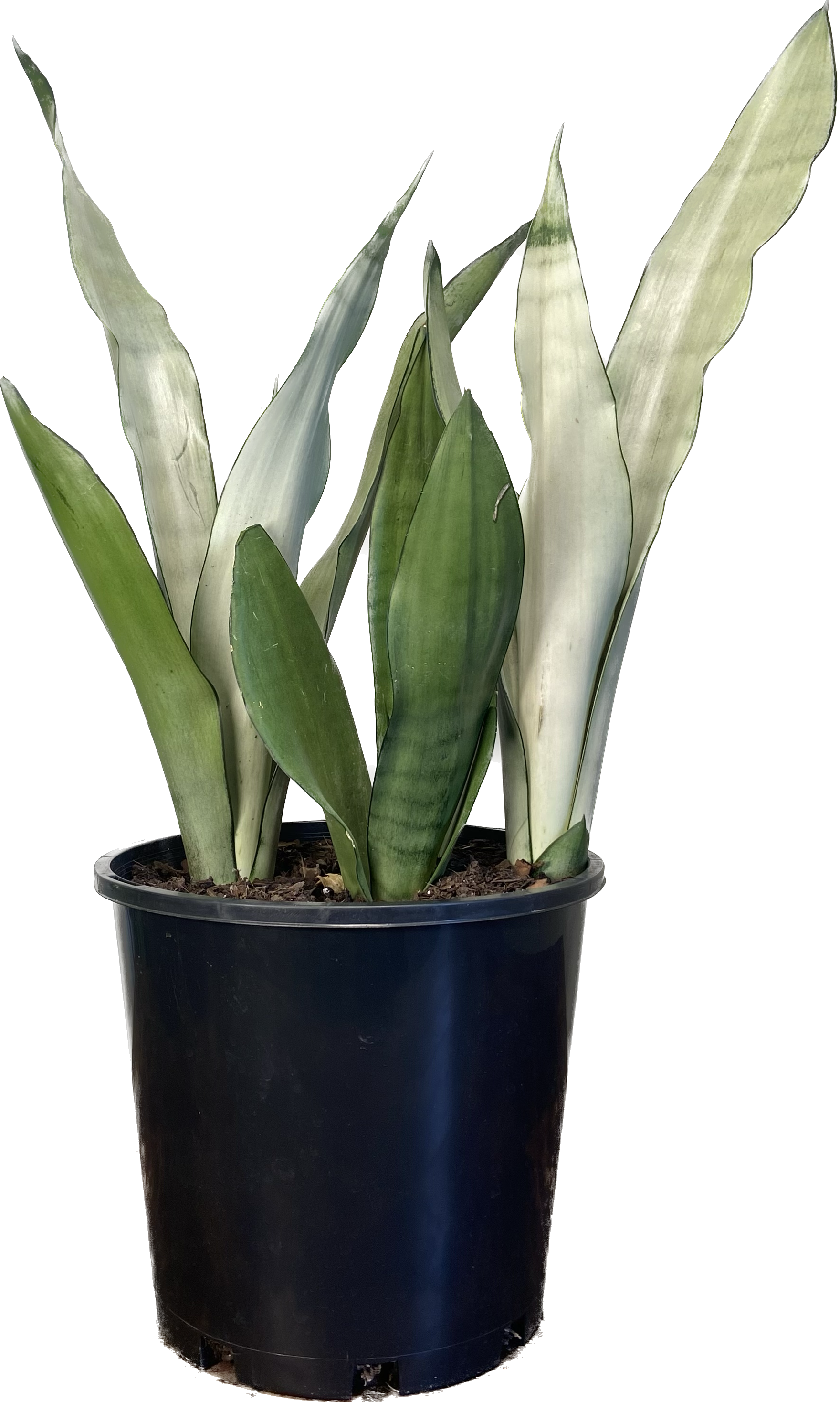 Sansevieria trifasciata Moonshine, photo 4