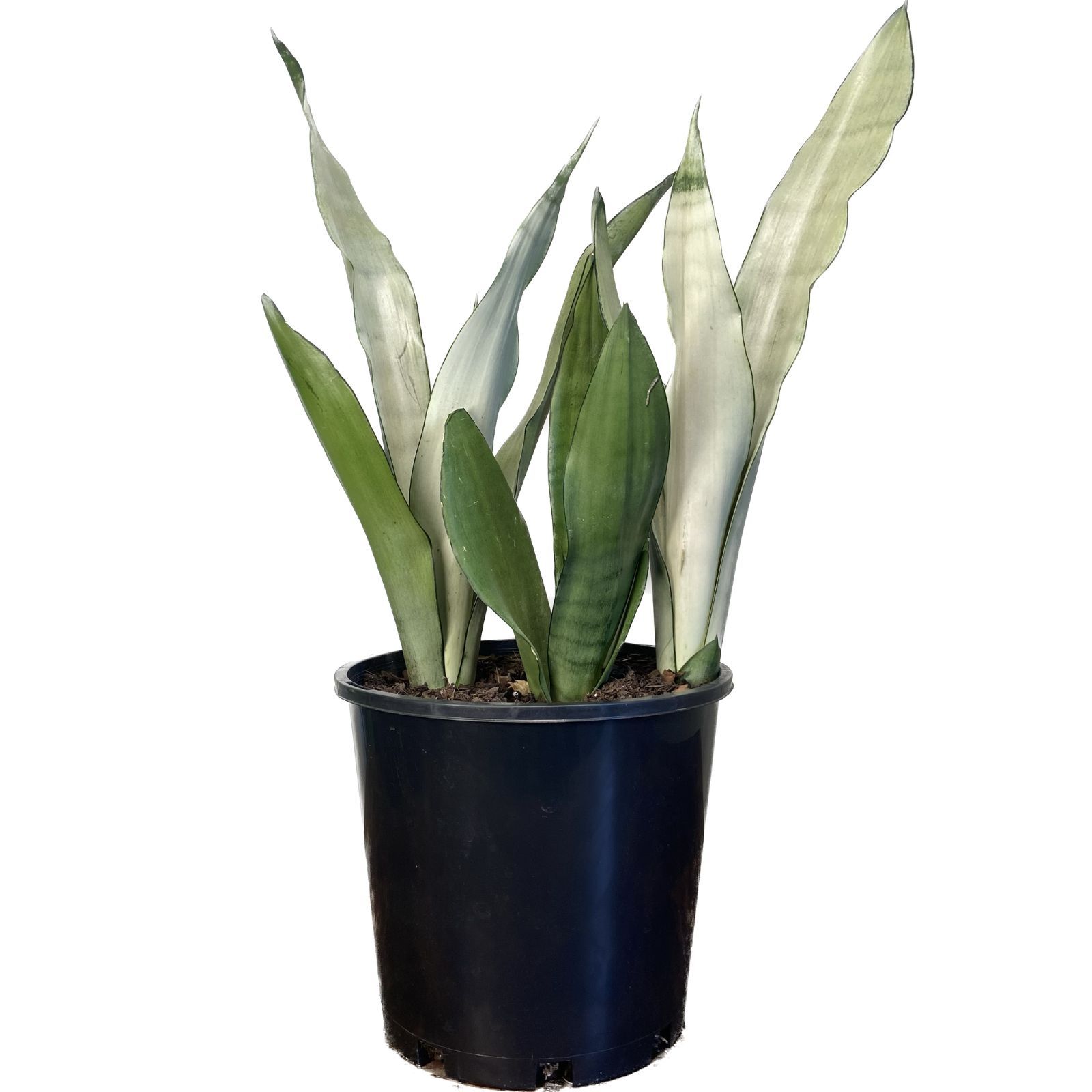 Sansevieria trifasciata Moonshine, photo 5