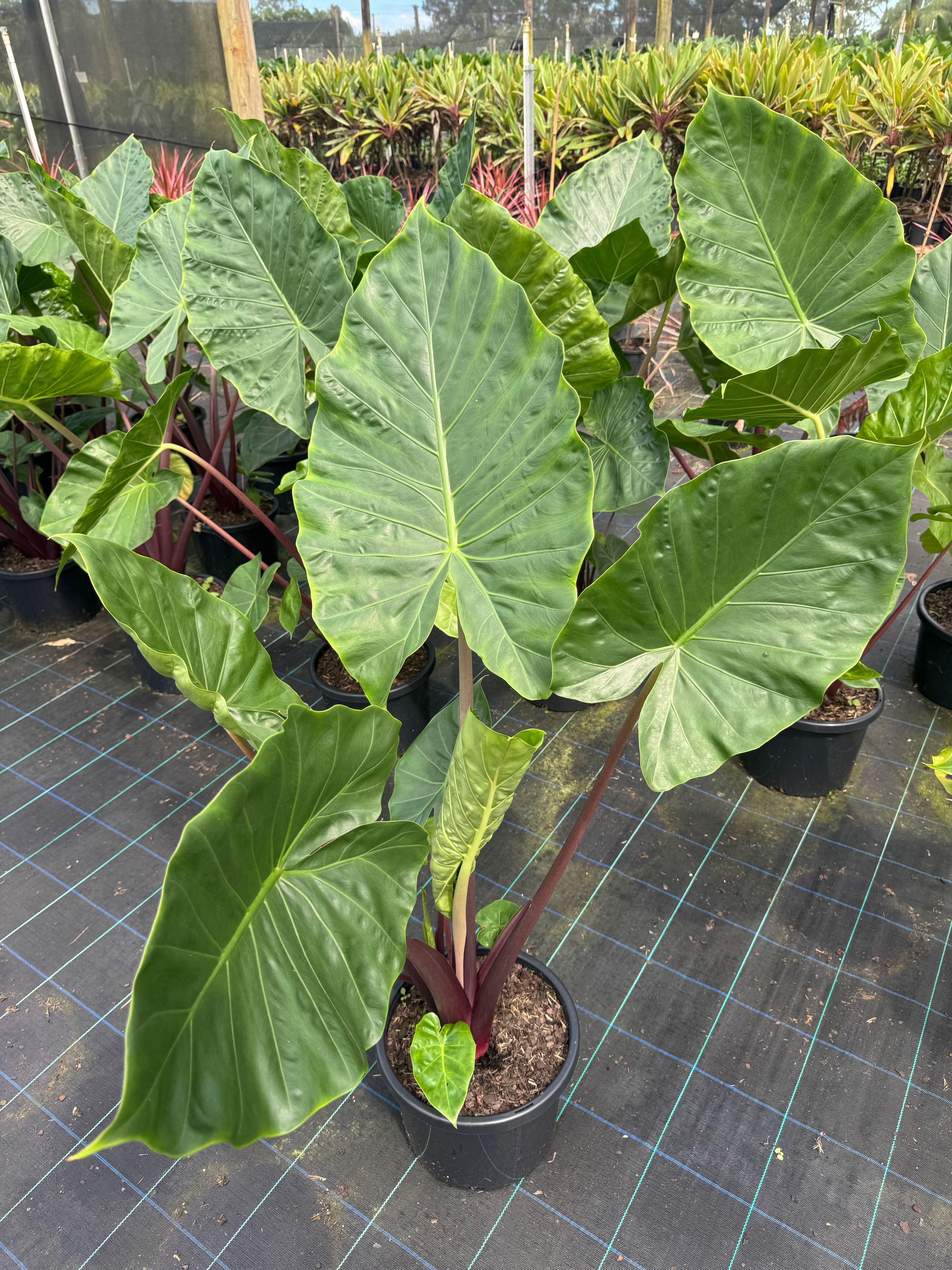 Alocasia Imperial Red grown at the nursery