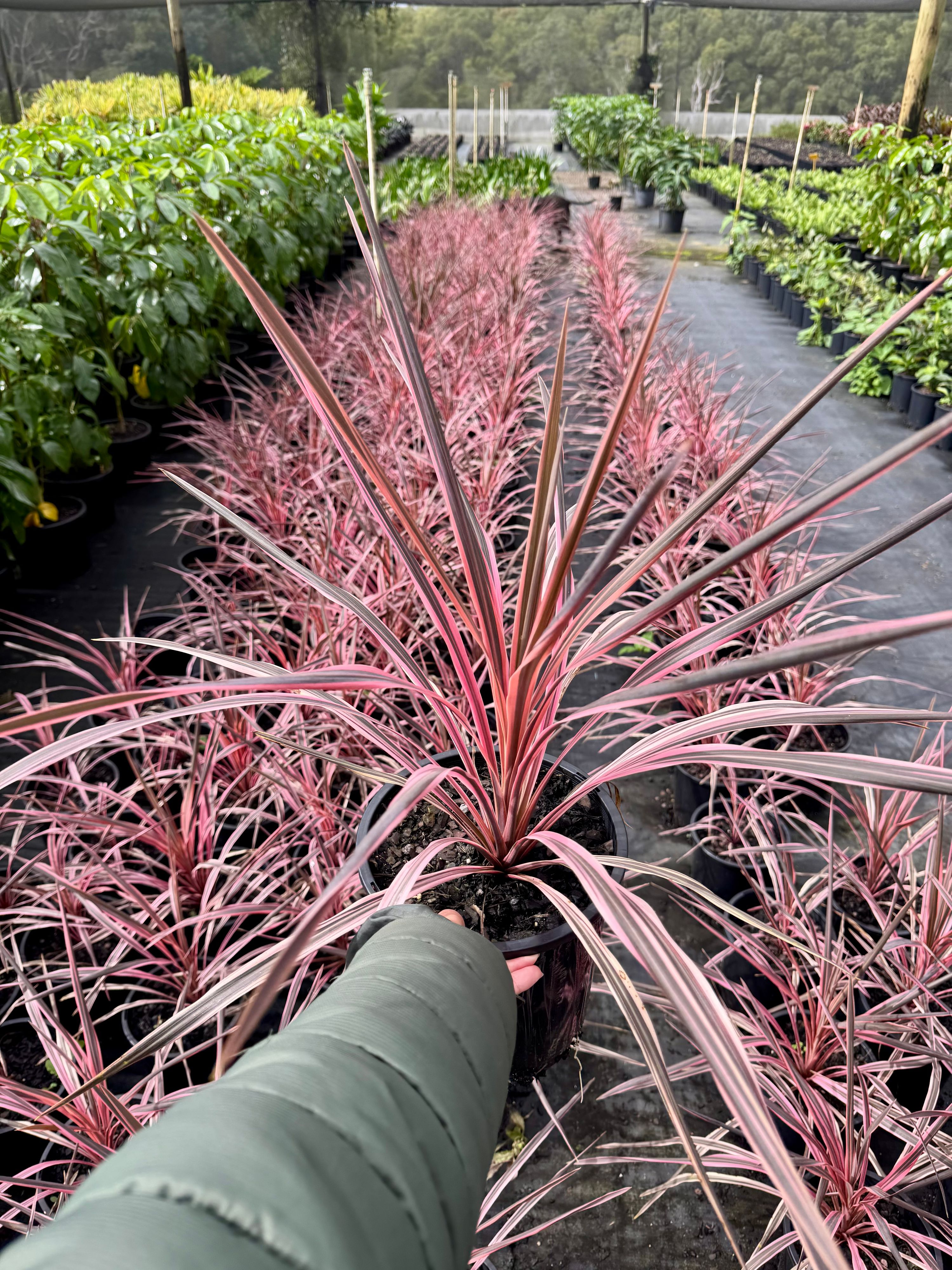 Cordyline australis Southern Splendour grown at the nursery