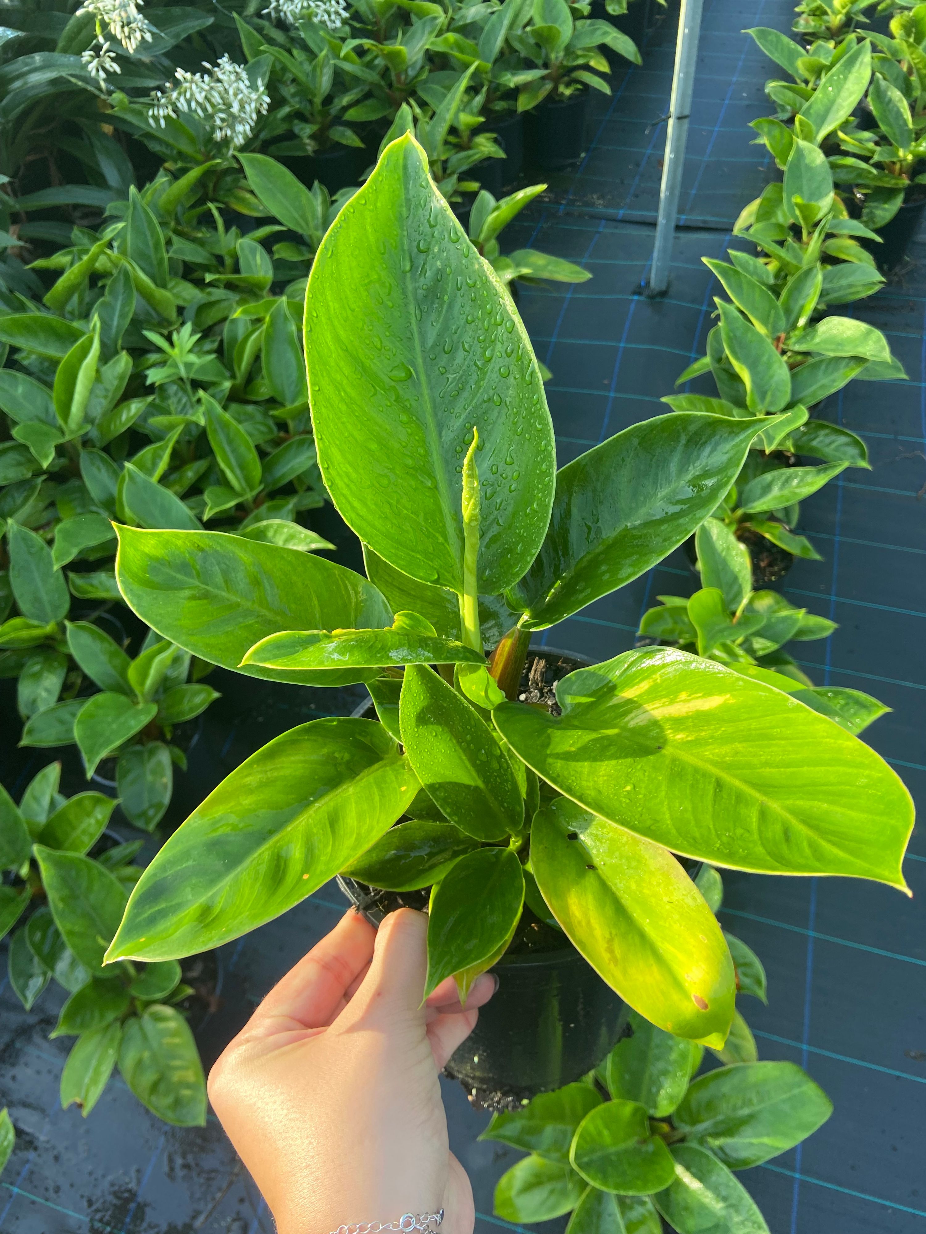 Philodendron Imperial Green grown at the nursery