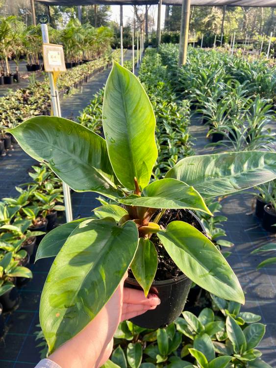 Philodendron Imperial Green, photo 2