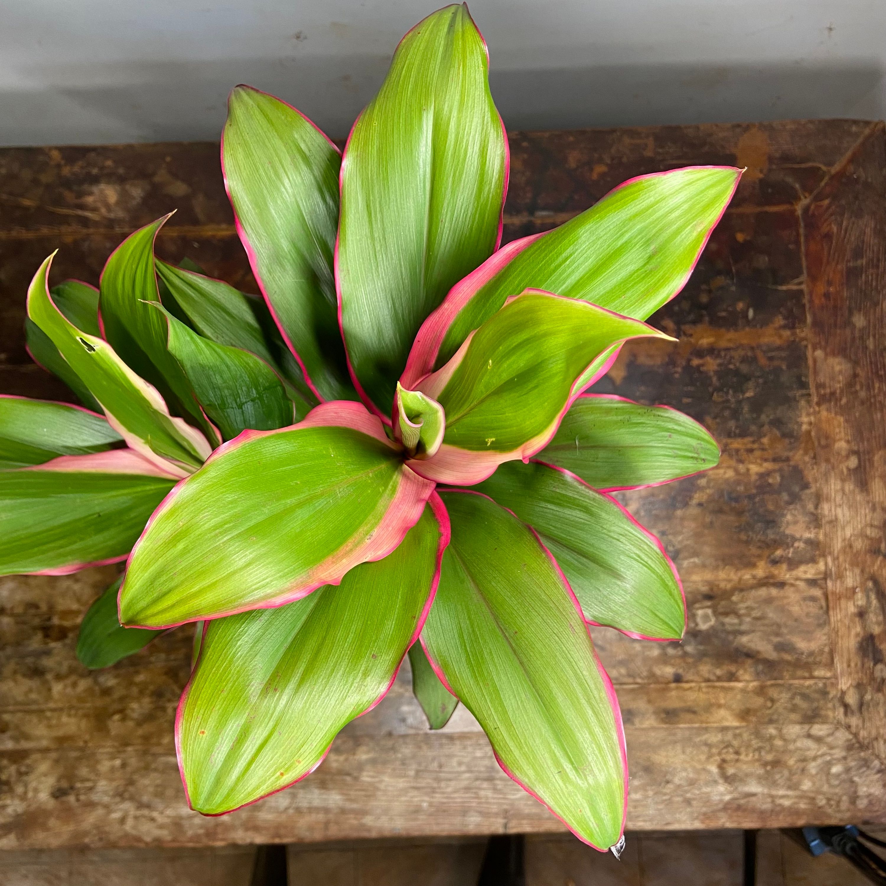 Cordyline fruticosa Apple Blossom grown at the nursery