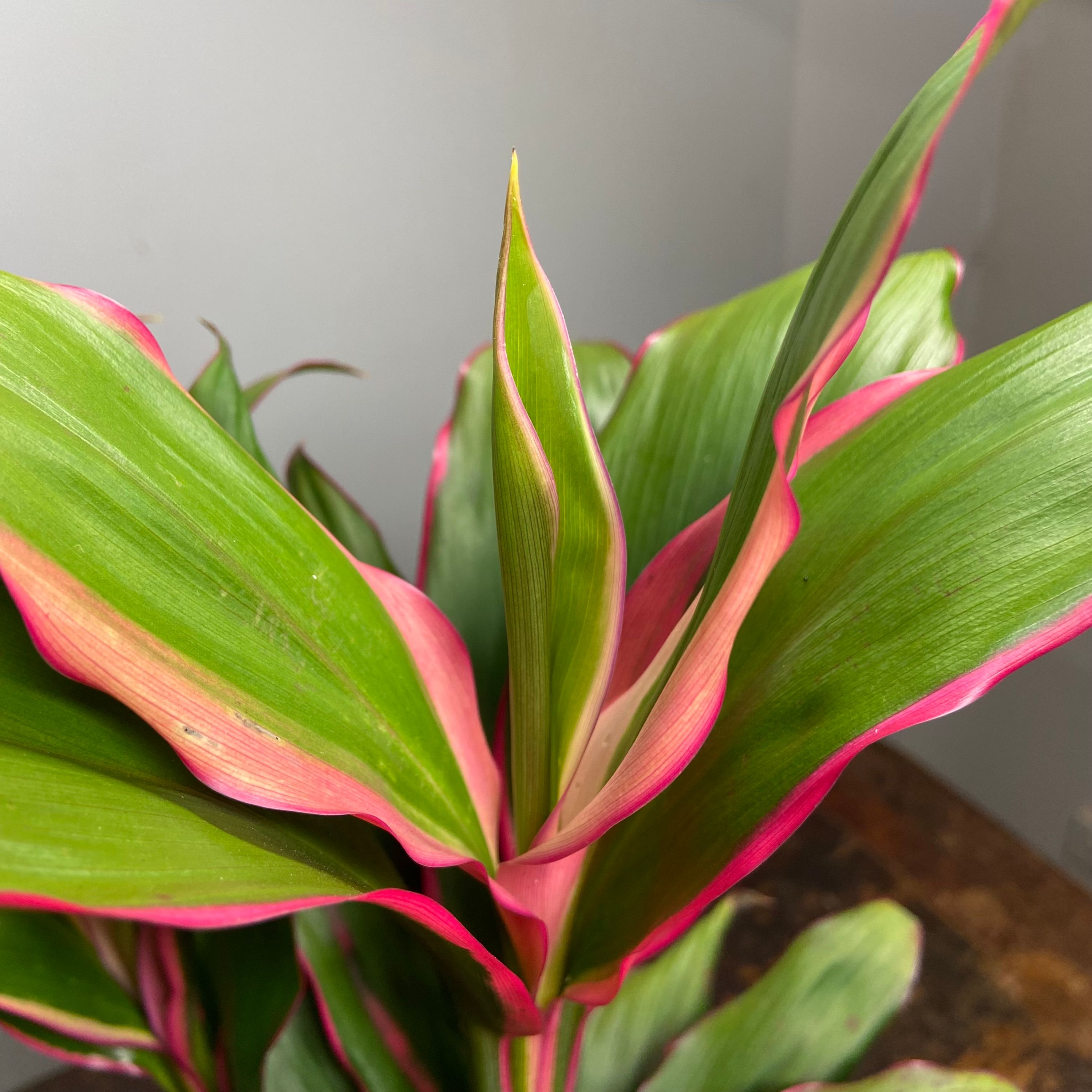 Cordyline fruticosa Apple Blossom, photo 2