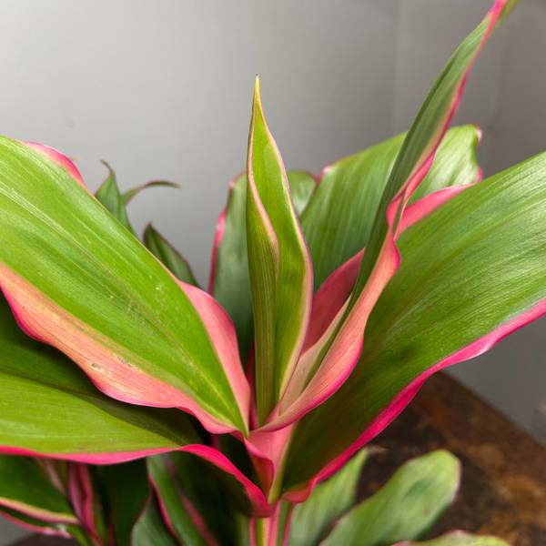 Cordyline fruticosa Apple Blossom, photo 2