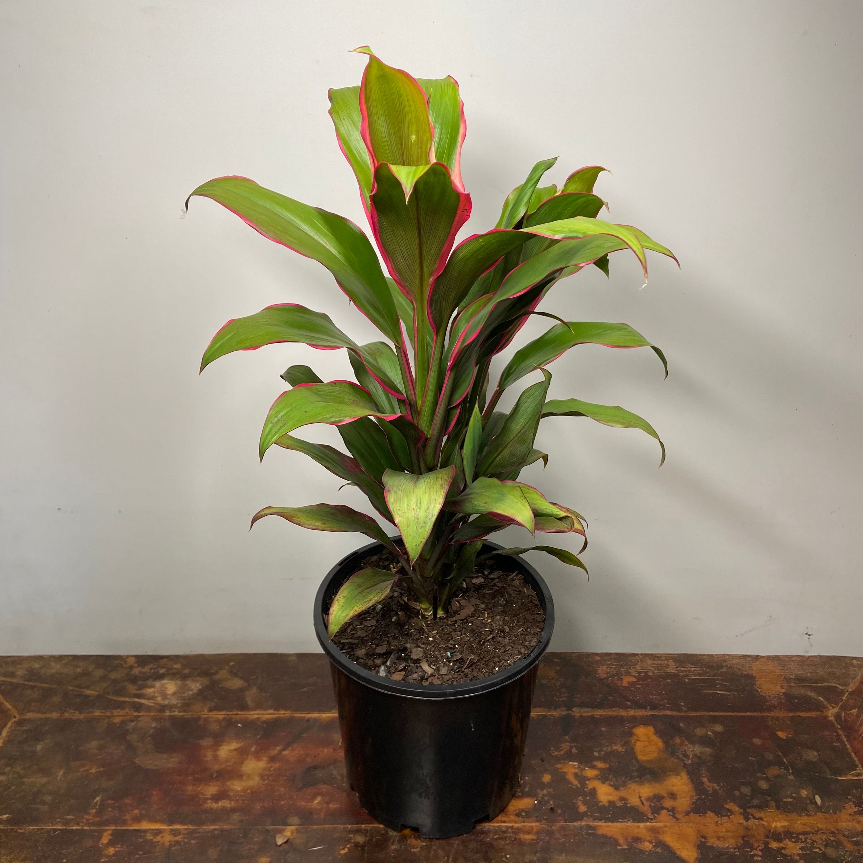 Cordyline fruticosa Apple Blossom, photo 3