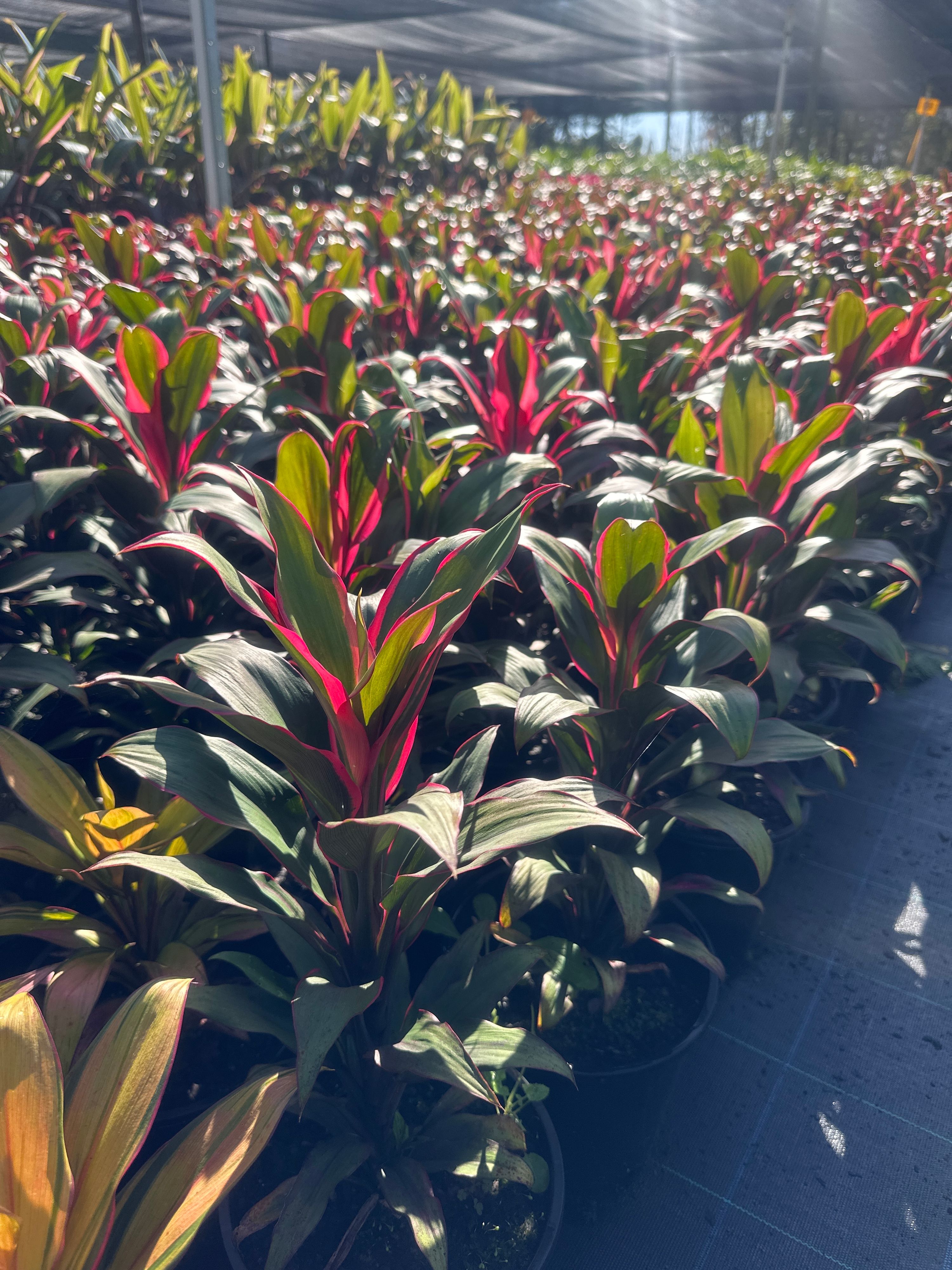 Cordyline fruticosa Apple Blossom, photo 4