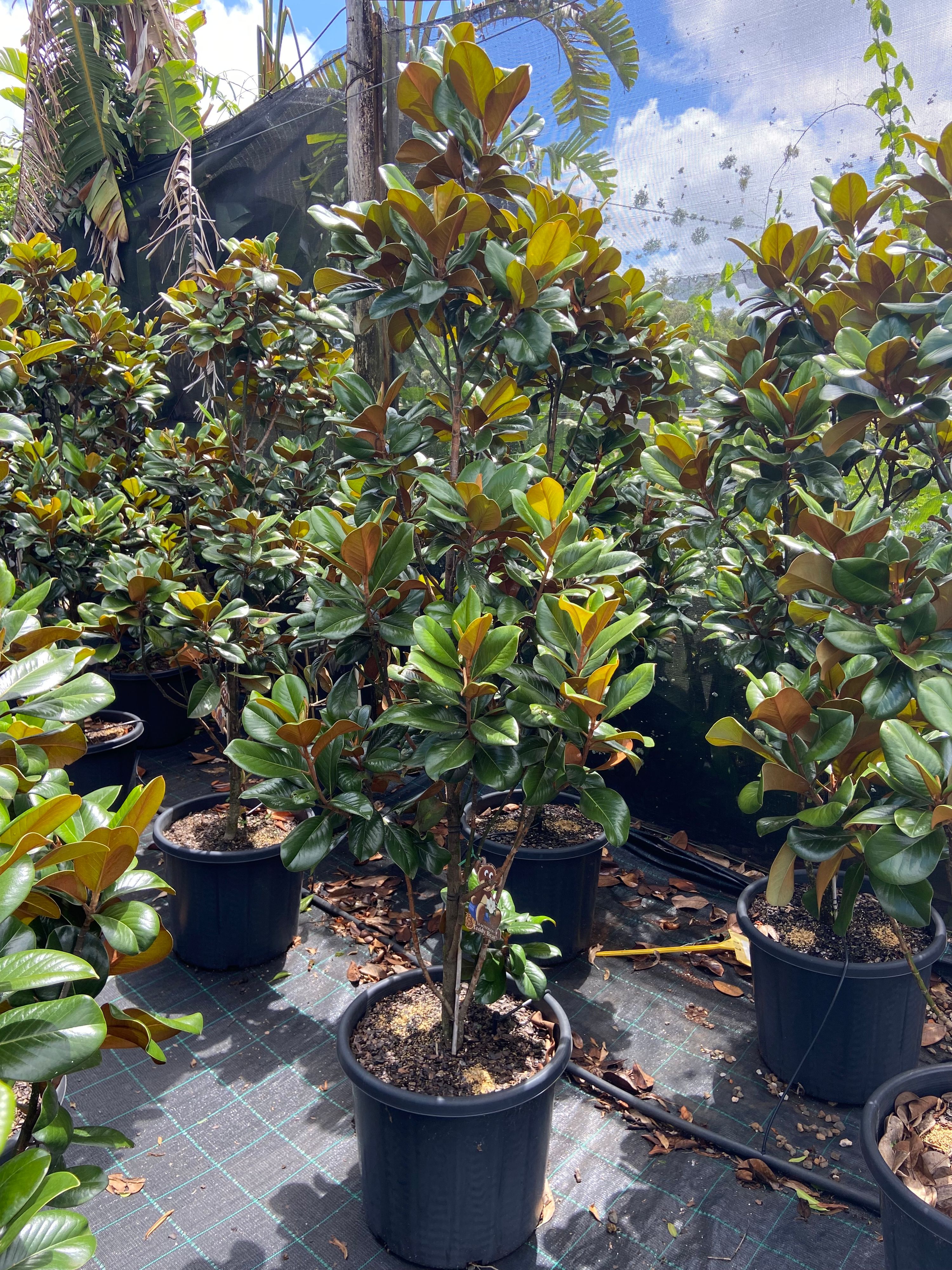 Magnolia grandiflora Teddy Bear grown at the nursery