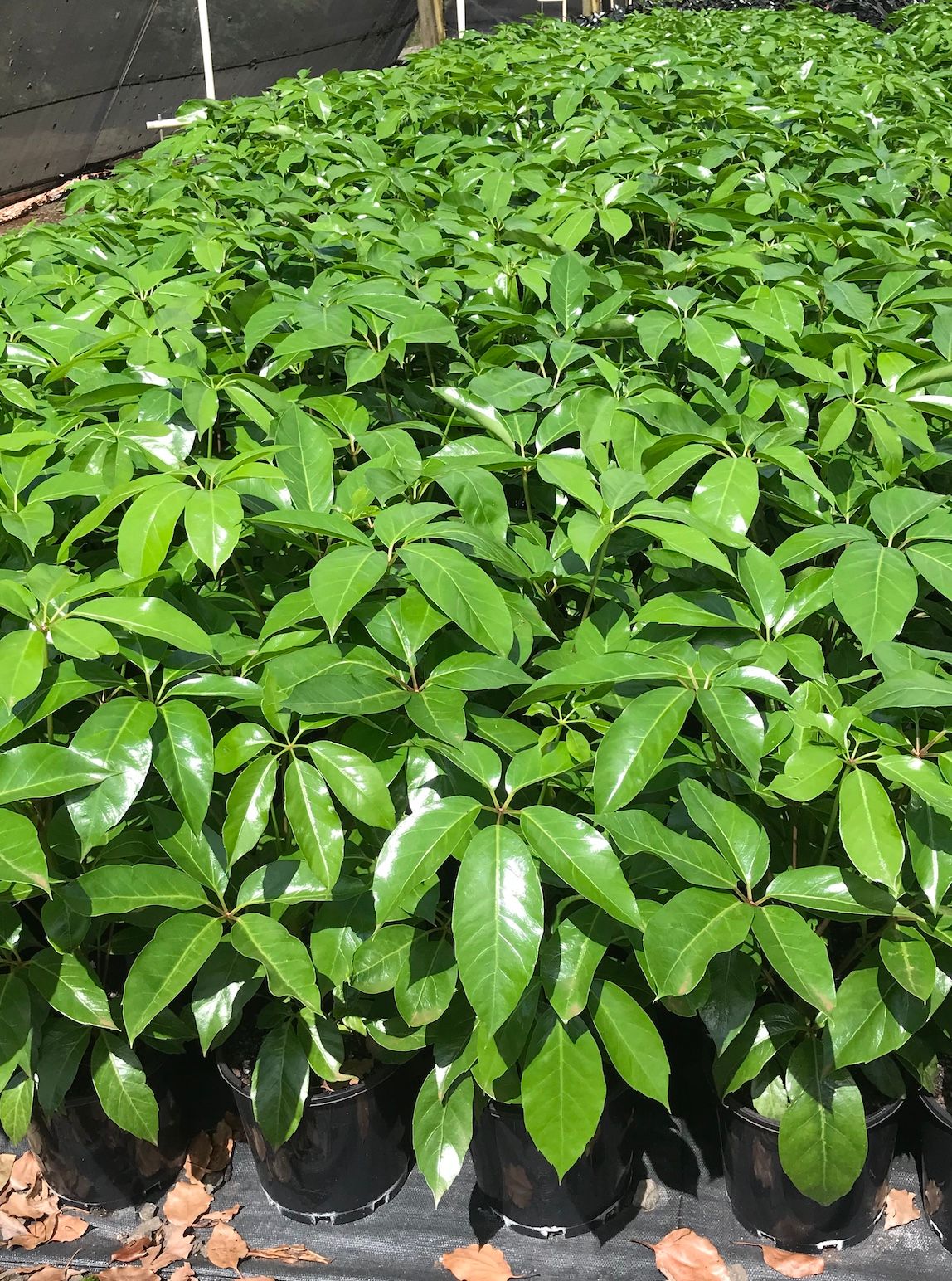 Schefflera actinophylla Amate grown at the nursery