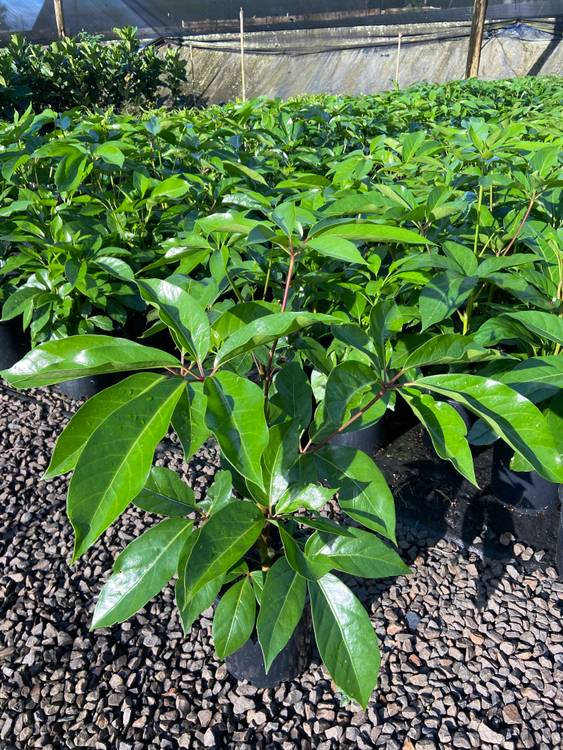 Schefflera actinophylla Amate, photo 2