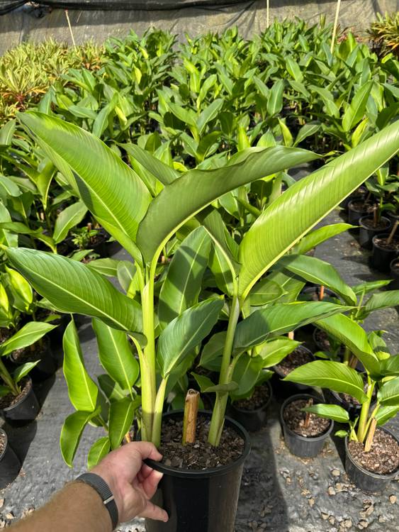 Heliconia psittacorum Tropics, photo 4