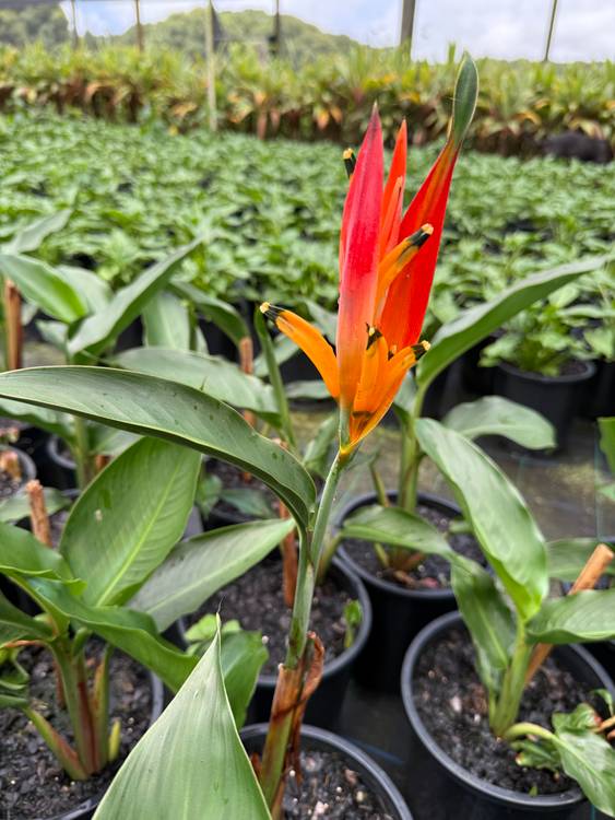 Heliconia psittacorum Tropics, photo 3