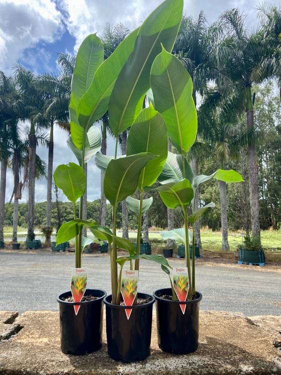 Heliconia psittacorum Tropics, photo 2