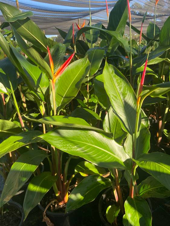 Heliconia psittacorum Tropics, photo 4