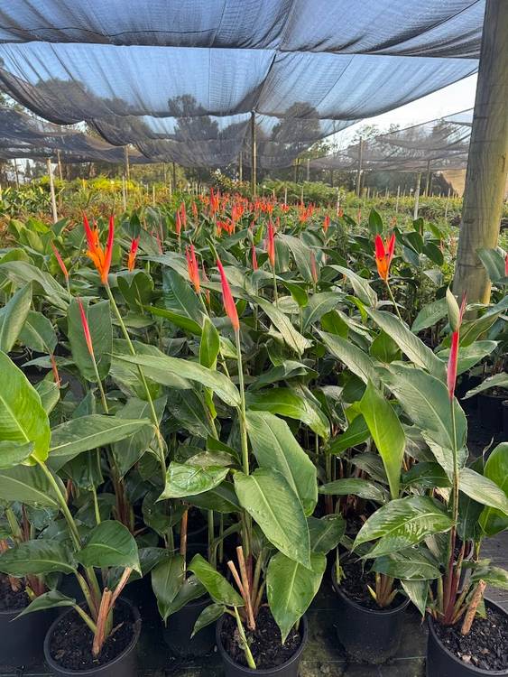 Heliconia psittacorum Tropics, photo 5