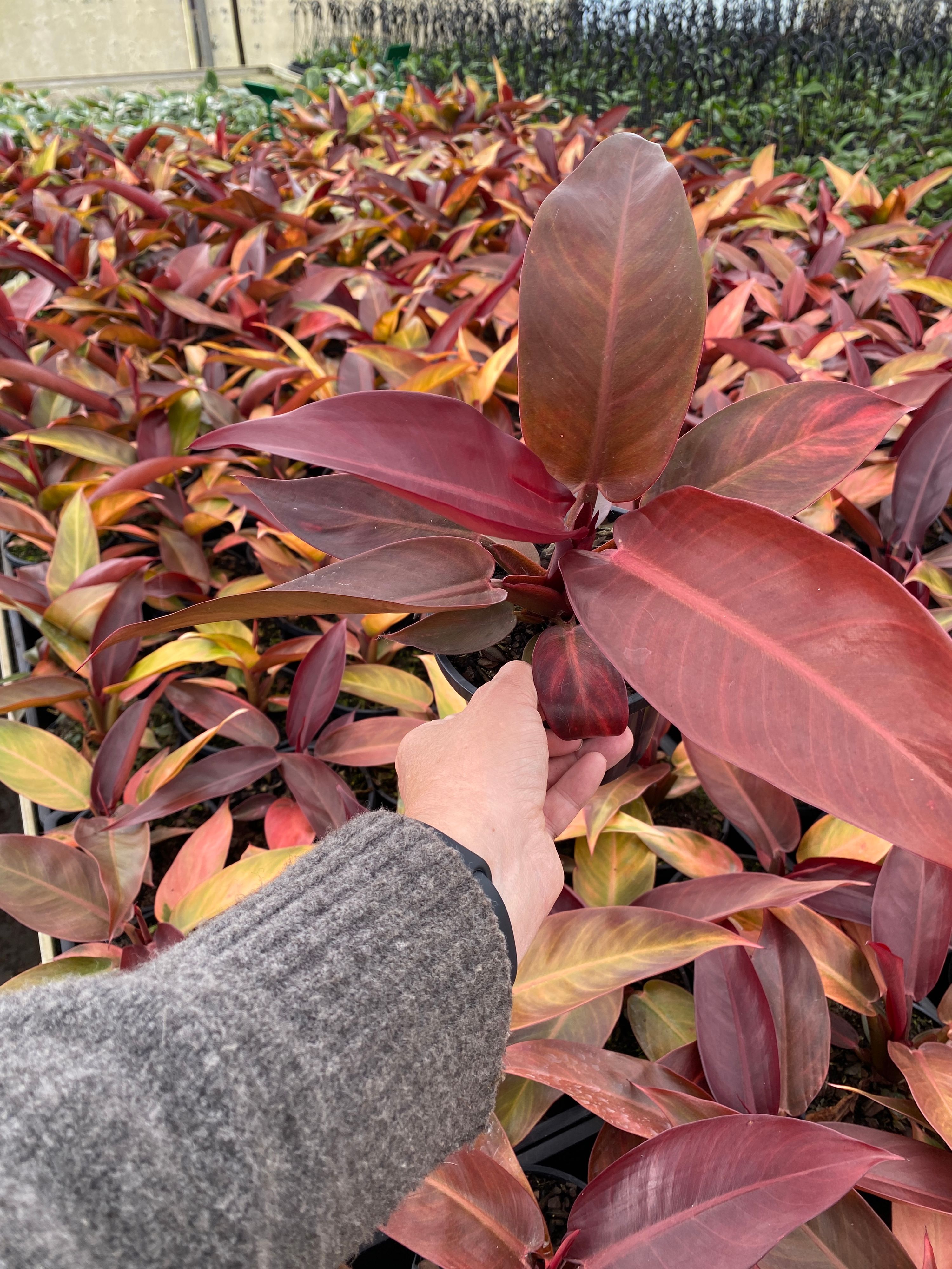 Philodendron Sun Red, photo 3