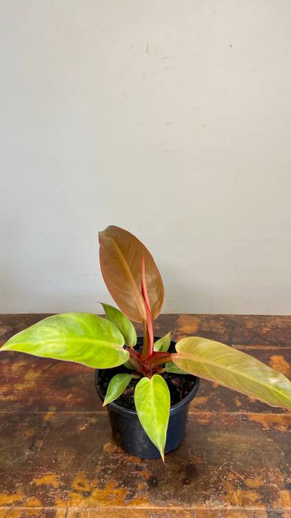 Philodendron Sun Red, photo 5