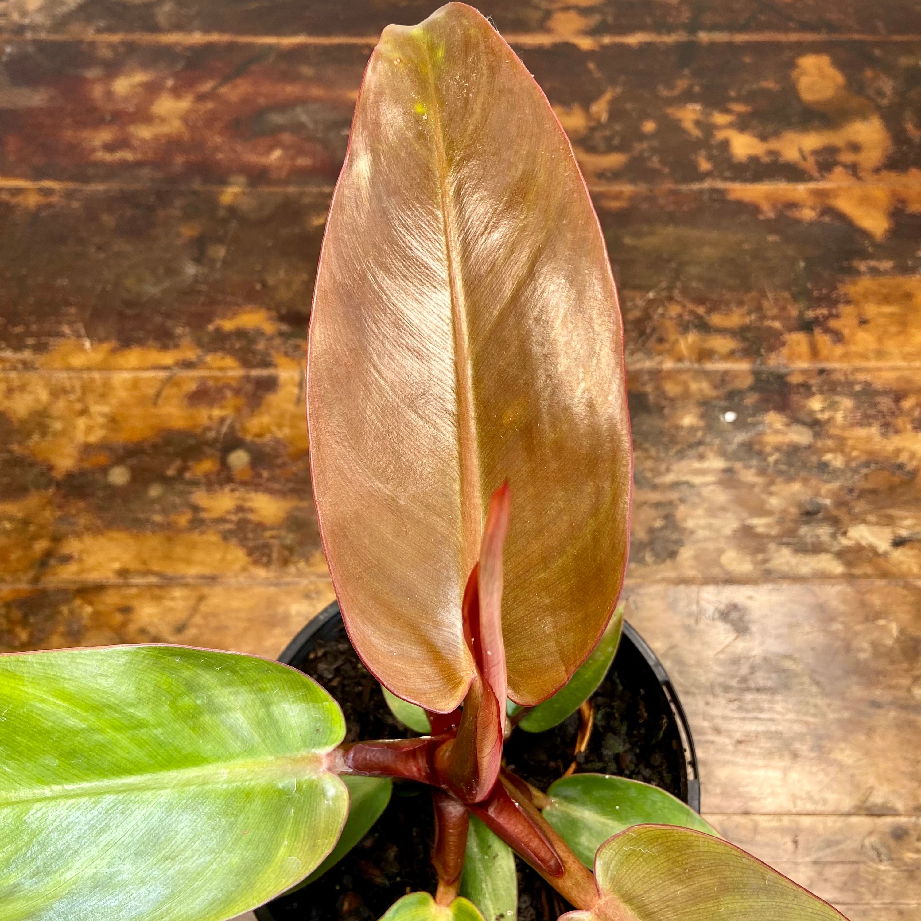 Philodendron Sun Red, photo 6