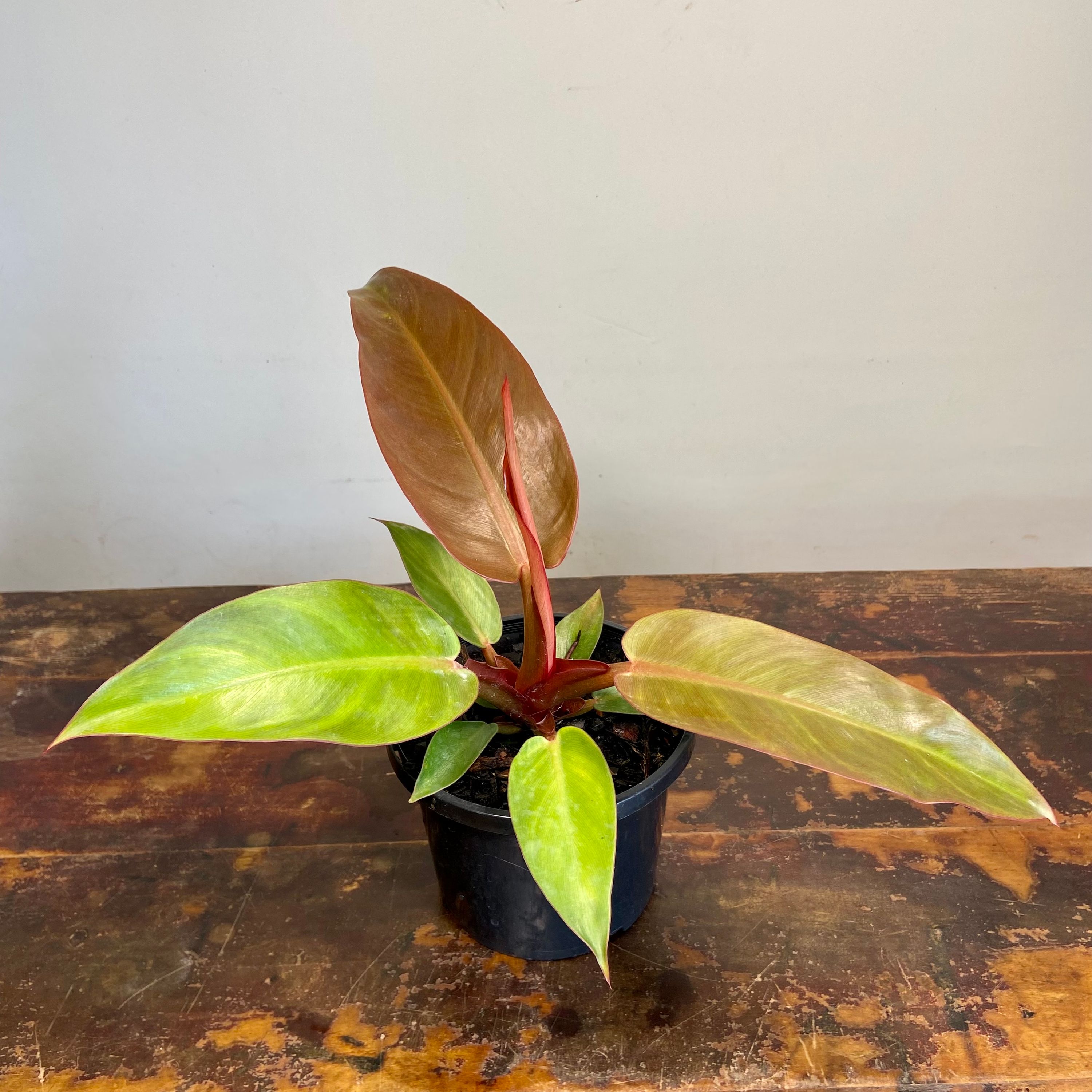 Philodendron Sun Red, photo 2