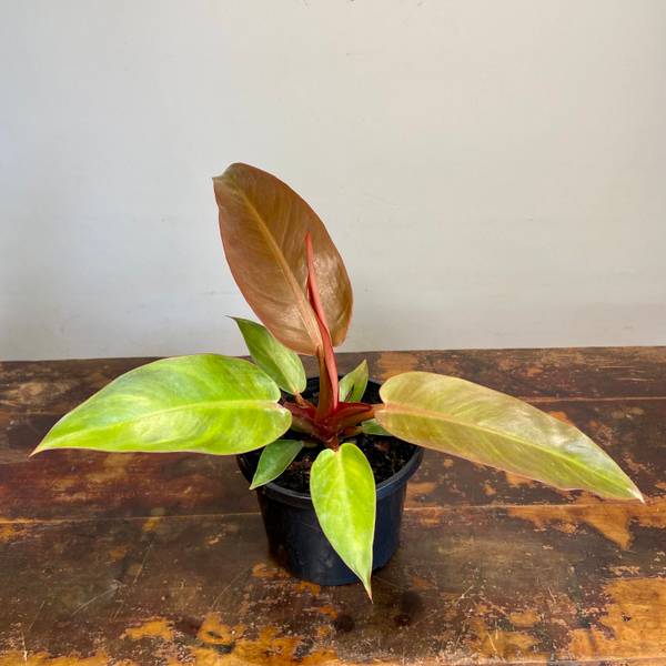 Philodendron Sun Red, photo 2
