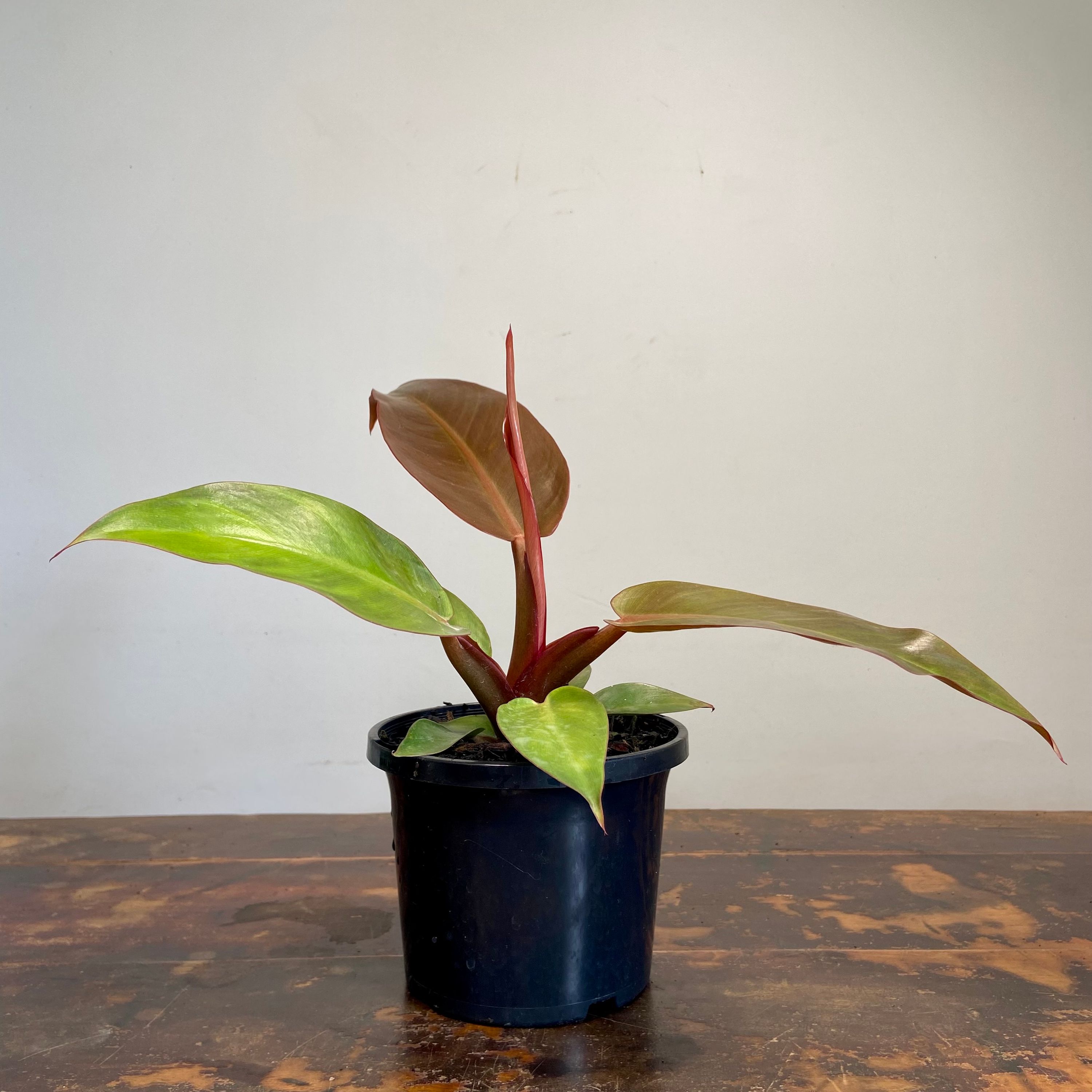 Philodendron Sun Red grown at the nursery