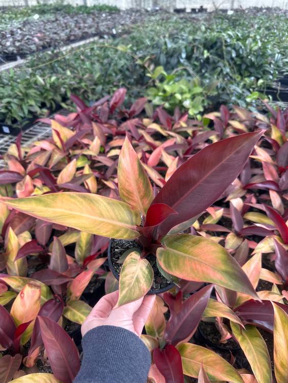 Philodendron Sun Red, photo 4